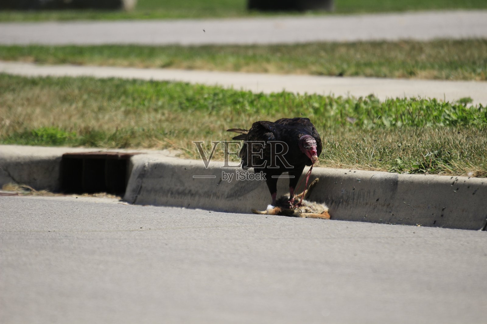 火鸡秃鹰在吃路边的死兔子照片摄影图片