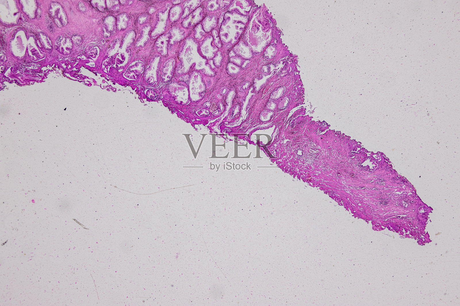 哺乳动物的病理学和组织学组织在显微镜下观察。照片摄影图片
