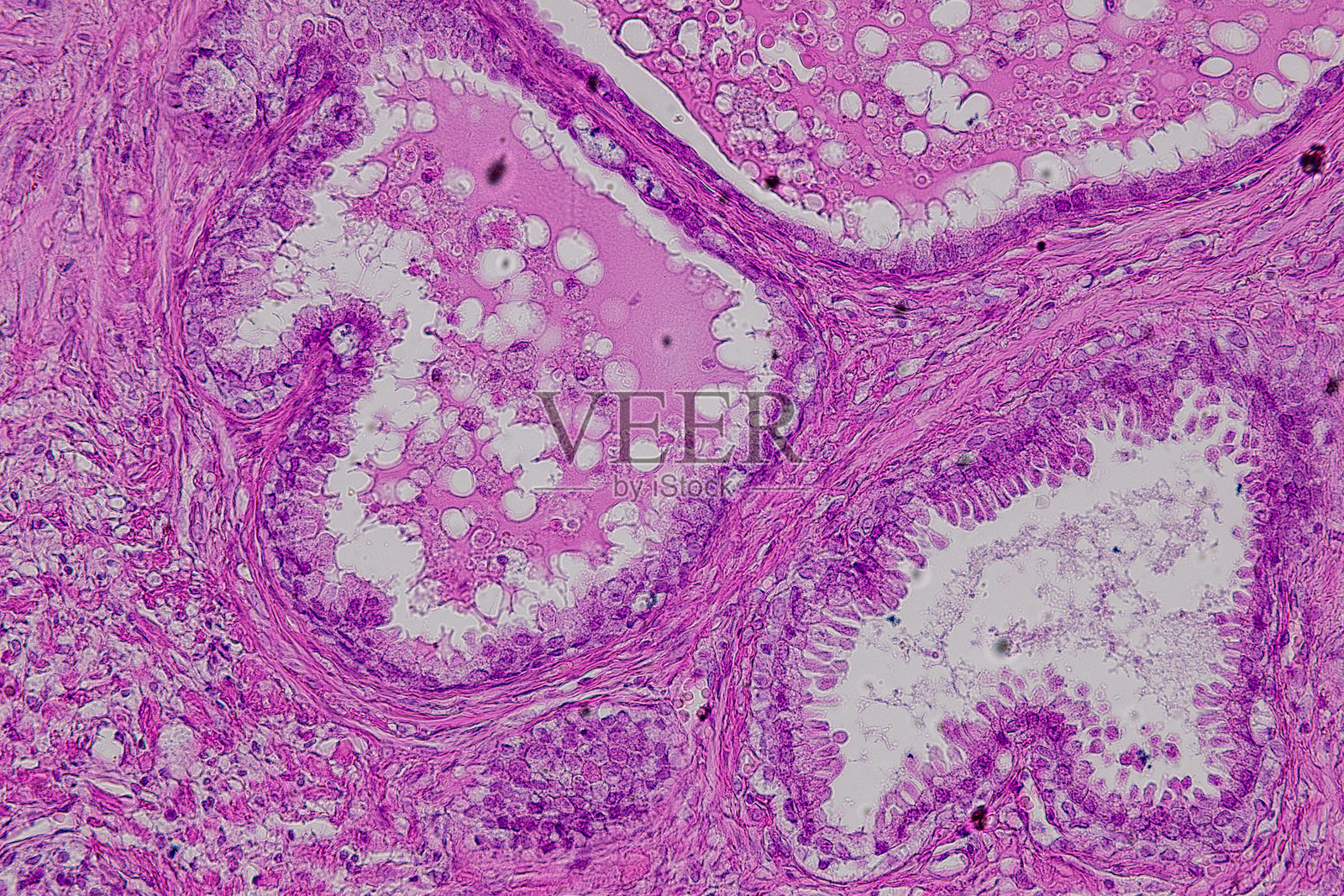 哺乳动物的病理学和组织学组织在显微镜下观察。照片摄影图片