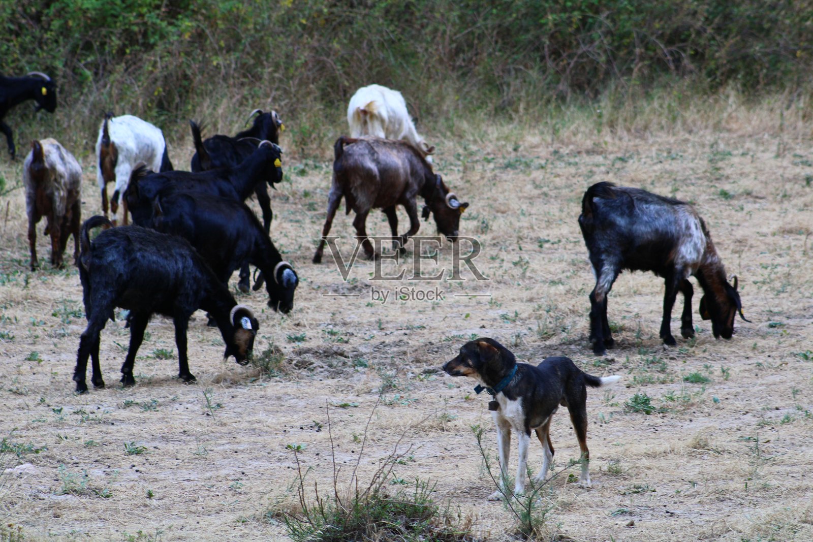 山羊在田野中吃草的野生动物和自然场景照片摄影图片