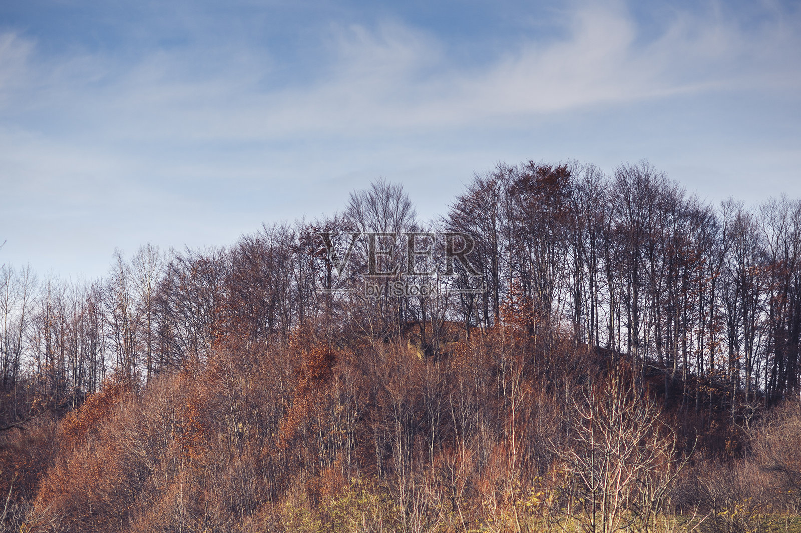 秋天晴朗蓝天下的光秃树木与山丘照片摄影图片