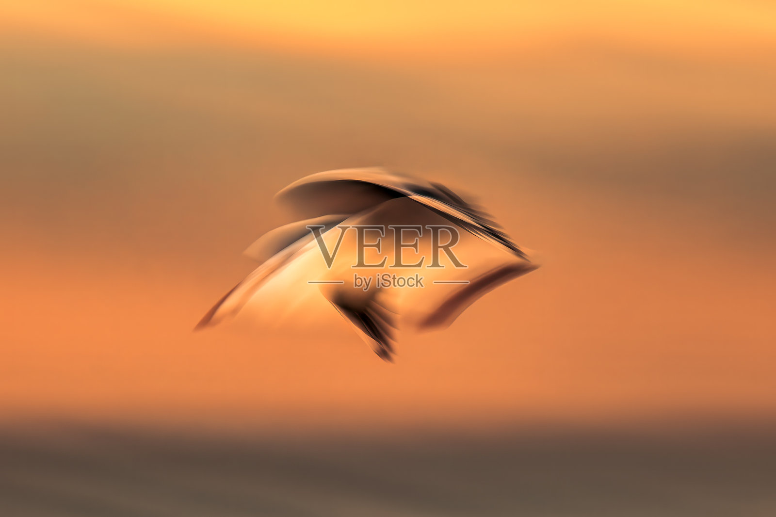 飞翔的海鸥照片摄影图片