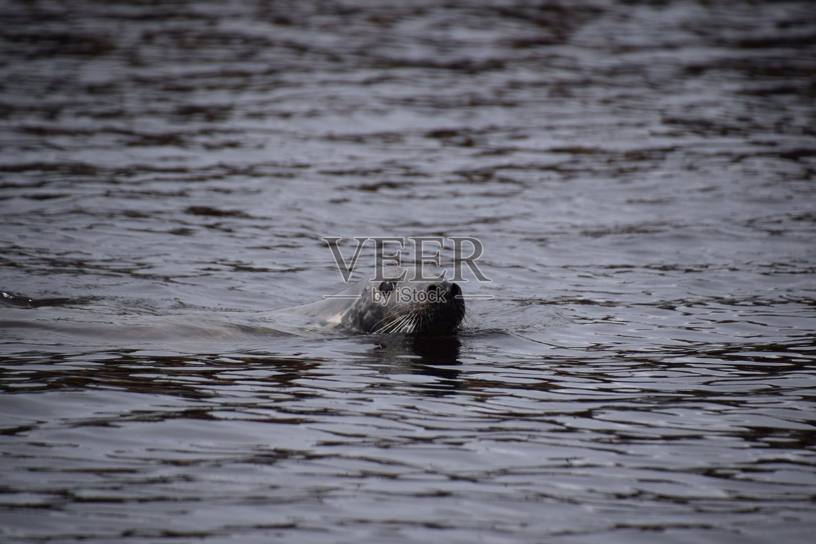 港口海豹照片摄影图片