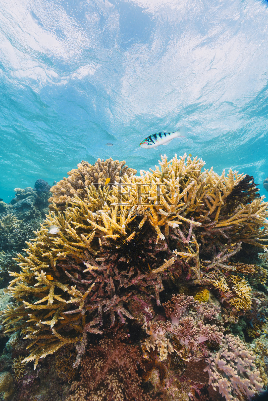 热带海洋水域中繁茂的五彩珊瑚礁照片摄影图片