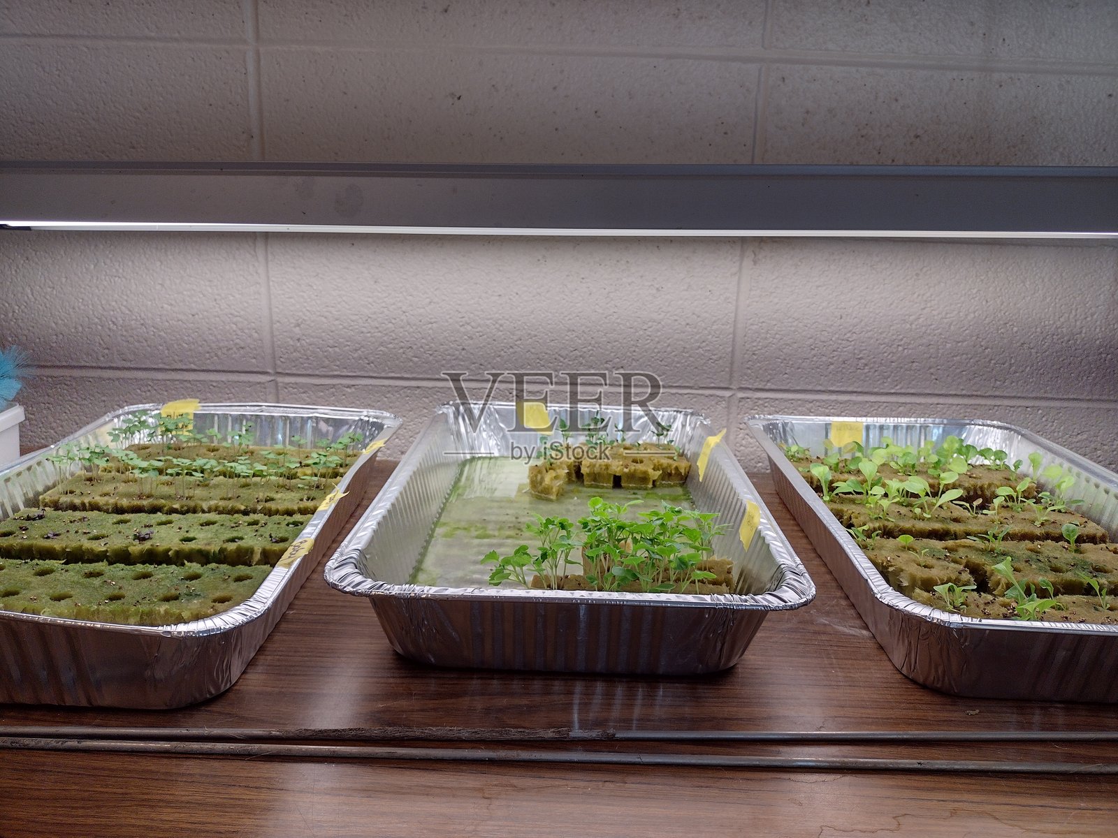 托盘中的幼苗照片摄影图片