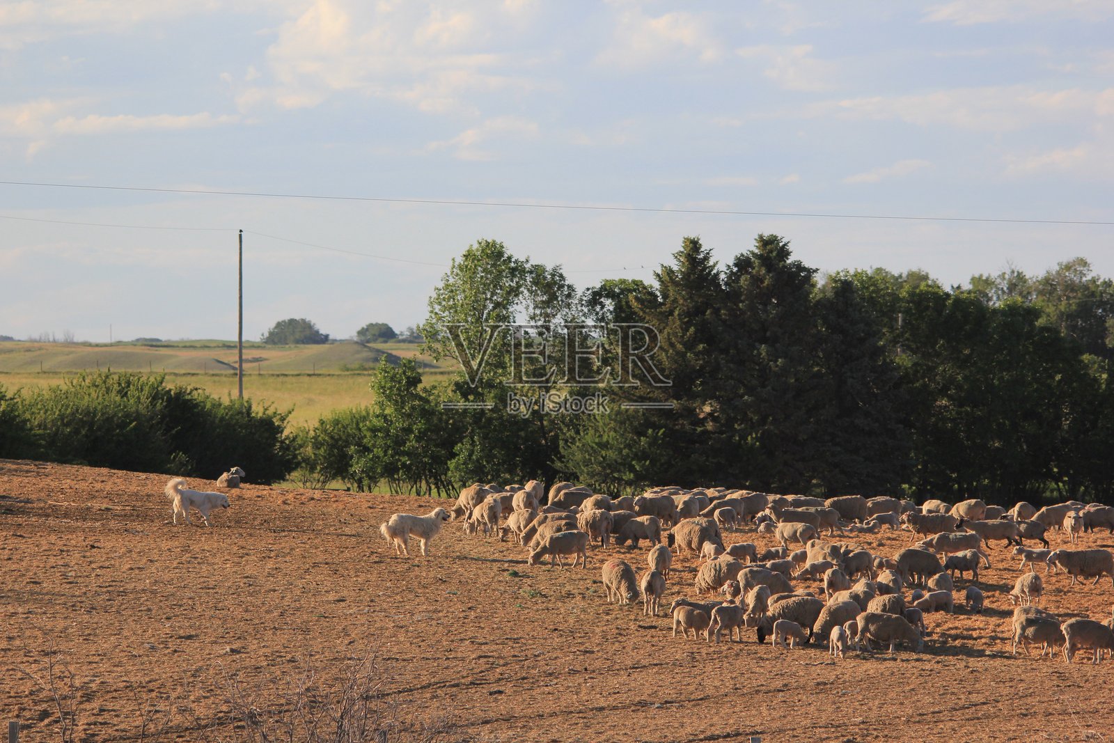 马金奇，萨斯喀彻温省的草原野生动物与风景照片摄影图片