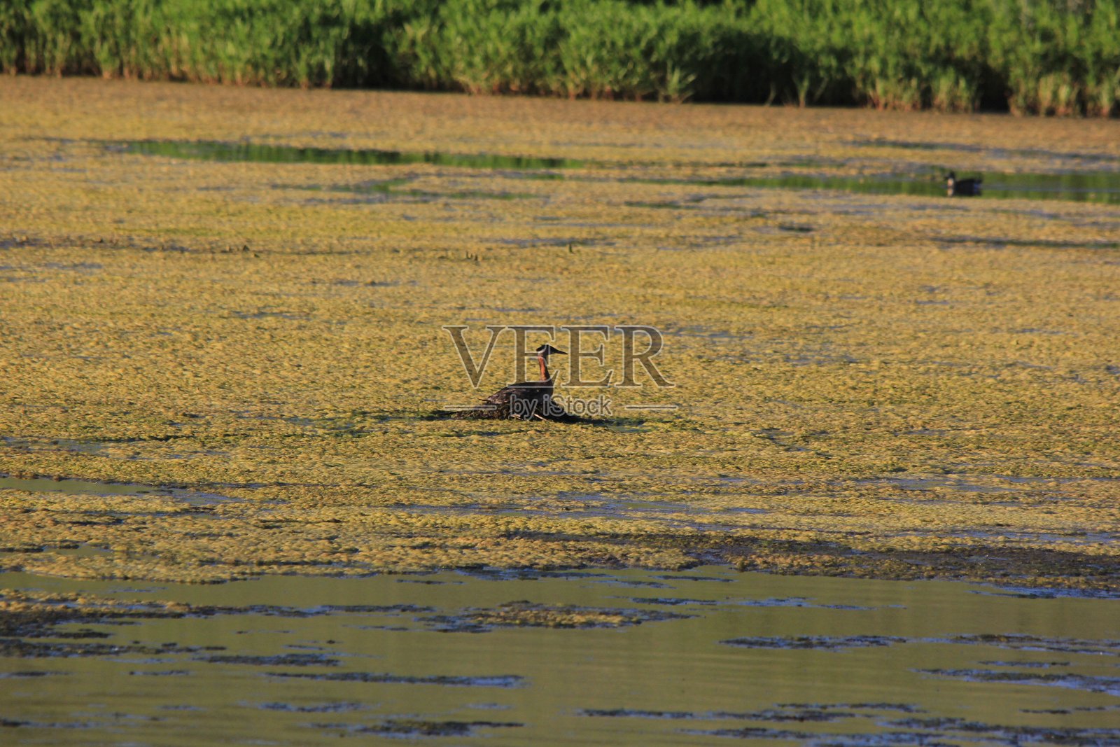 马金奇，萨斯喀彻温省的草原野生动物与风景照片摄影图片