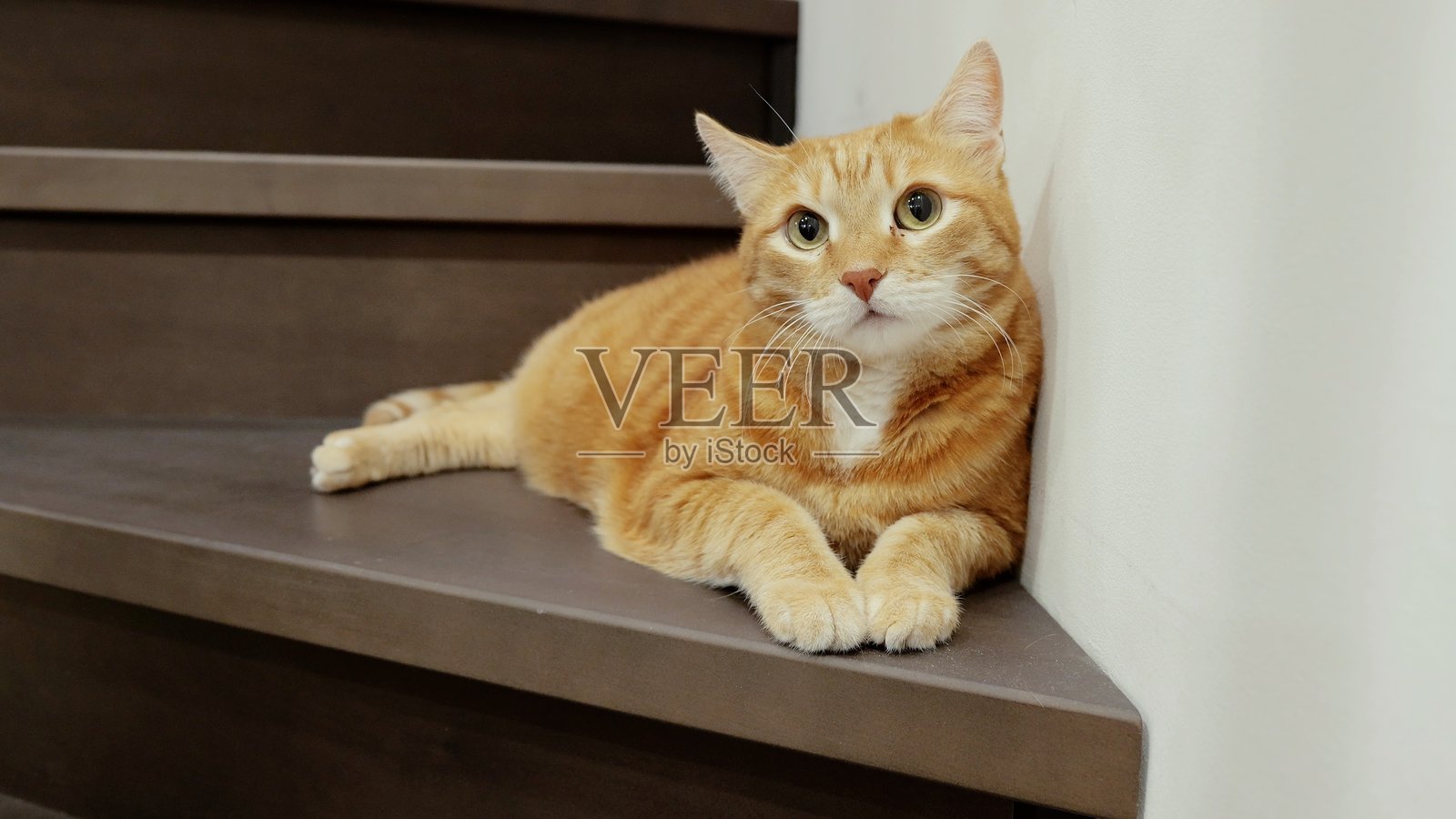 姜黄色虎斑猫在木制楼梯上打盹，沐浴在柔和的光线中，展现出家庭的宁静，姿势放松，姿态舒适。照片摄影图片