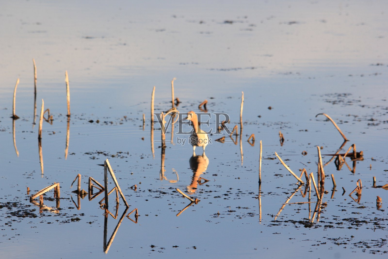 马金奇，萨斯喀彻温省的草原野生动物与风景照片摄影图片