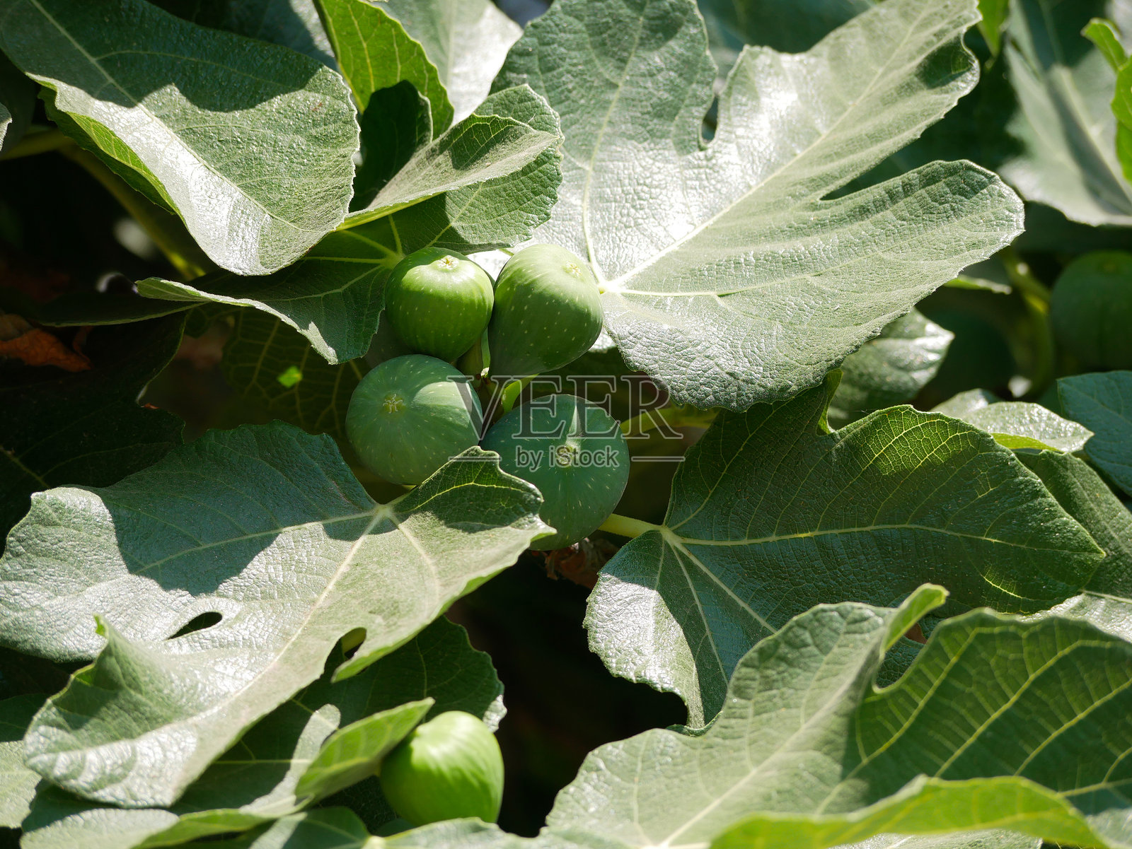 年轻的无花果在树枝上生长照片摄影图片