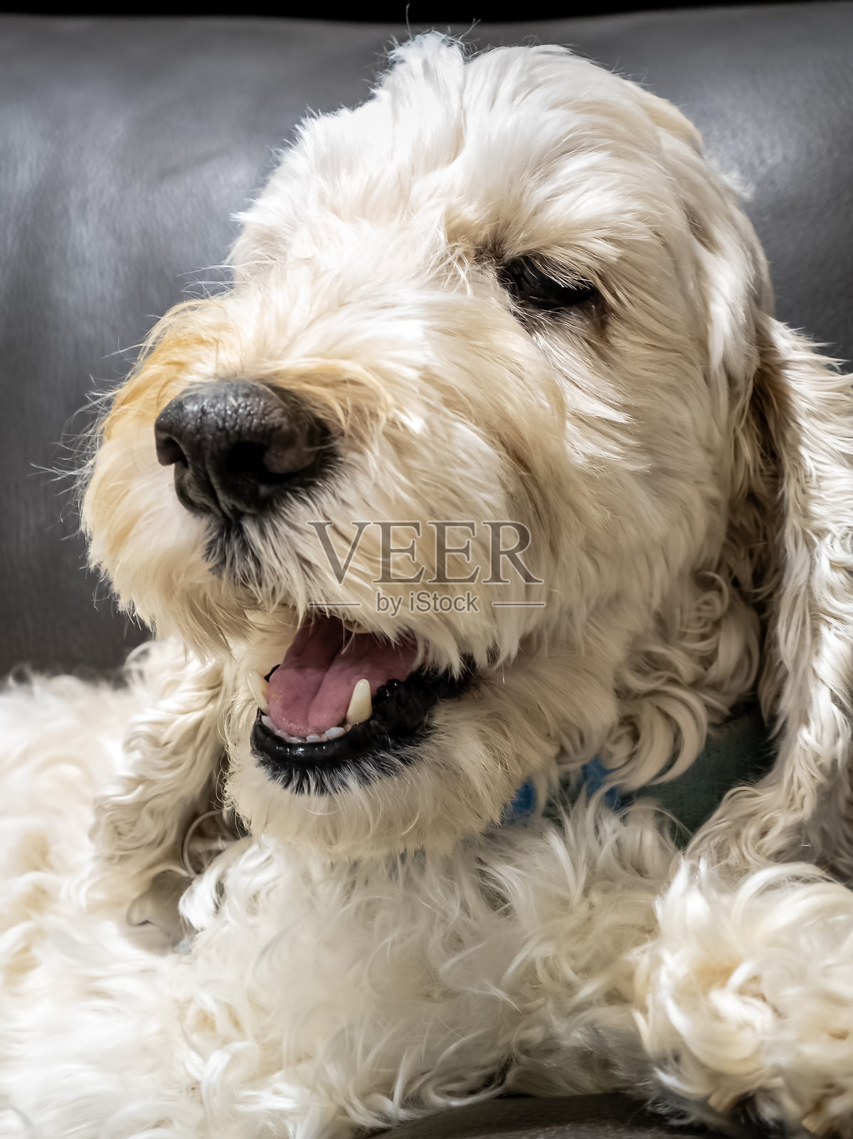 毛茸茸的斯普杜尔犬或可卡犬的特写肖像照片摄影图片