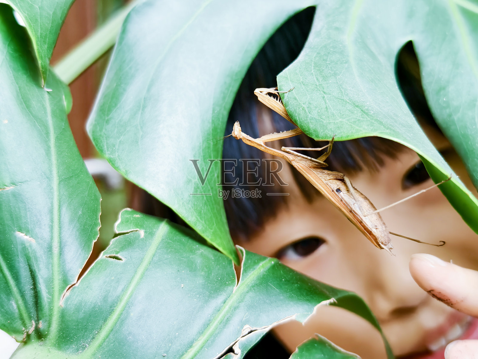 一个十岁的亚洲女孩观察着栖息在芋头龟上的螳螂。照片摄影图片