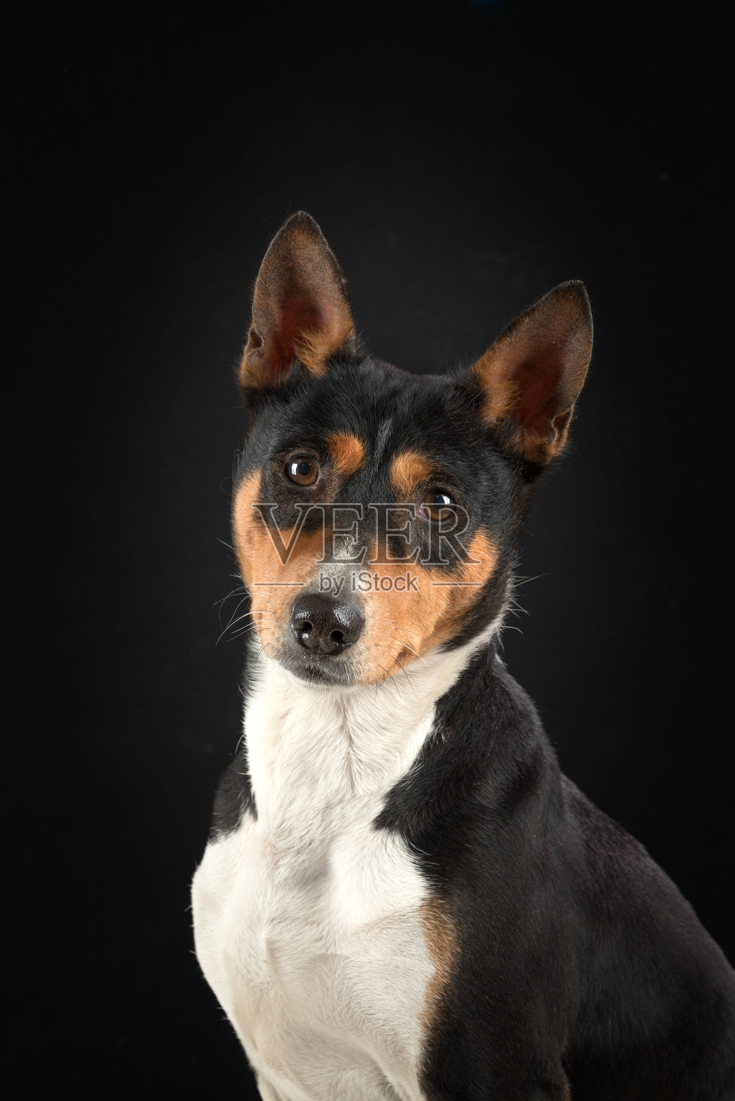 黑色背景上的巴森吉犬肖像照片摄影图片