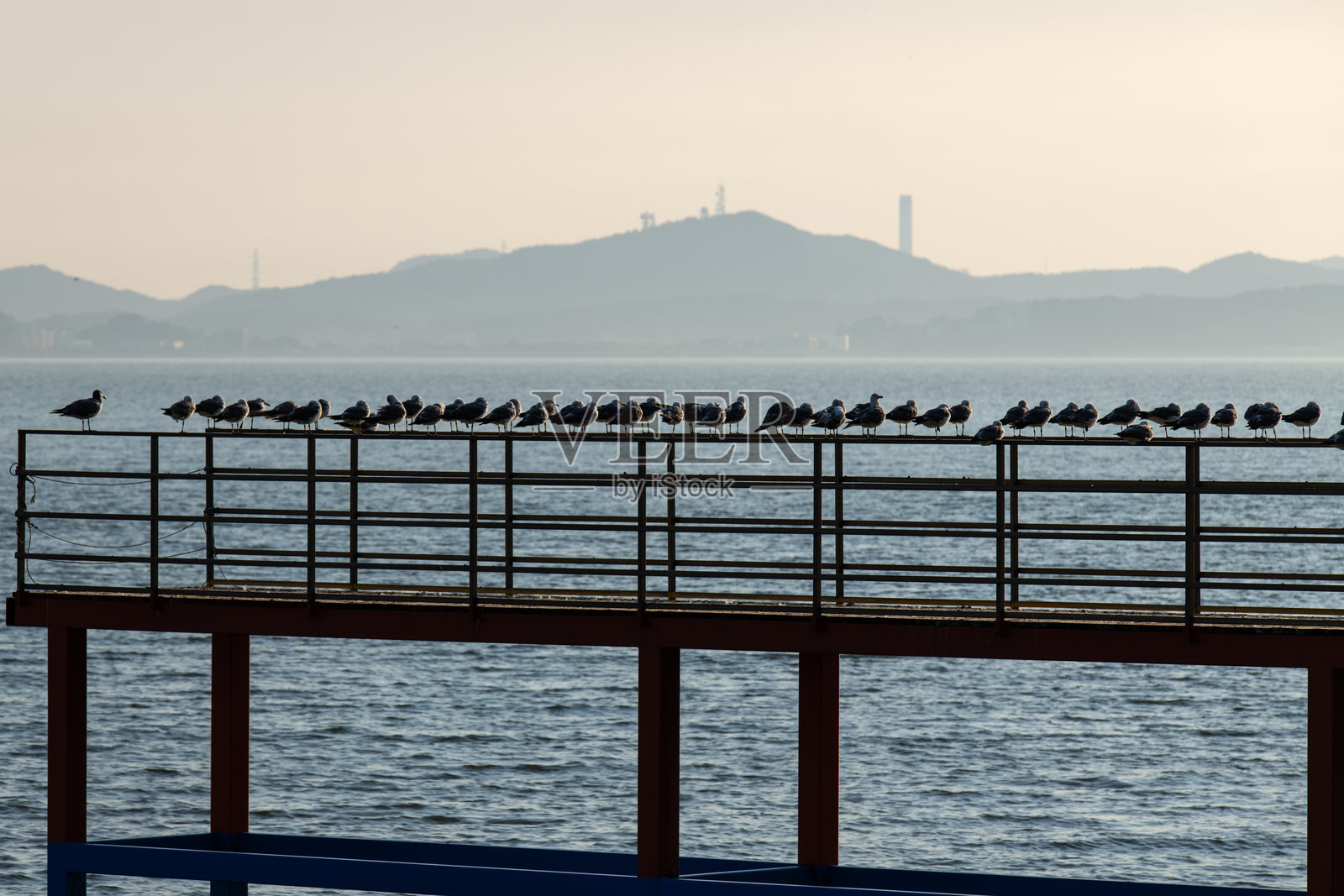 海边码头上放松的海鸥照片摄影图片