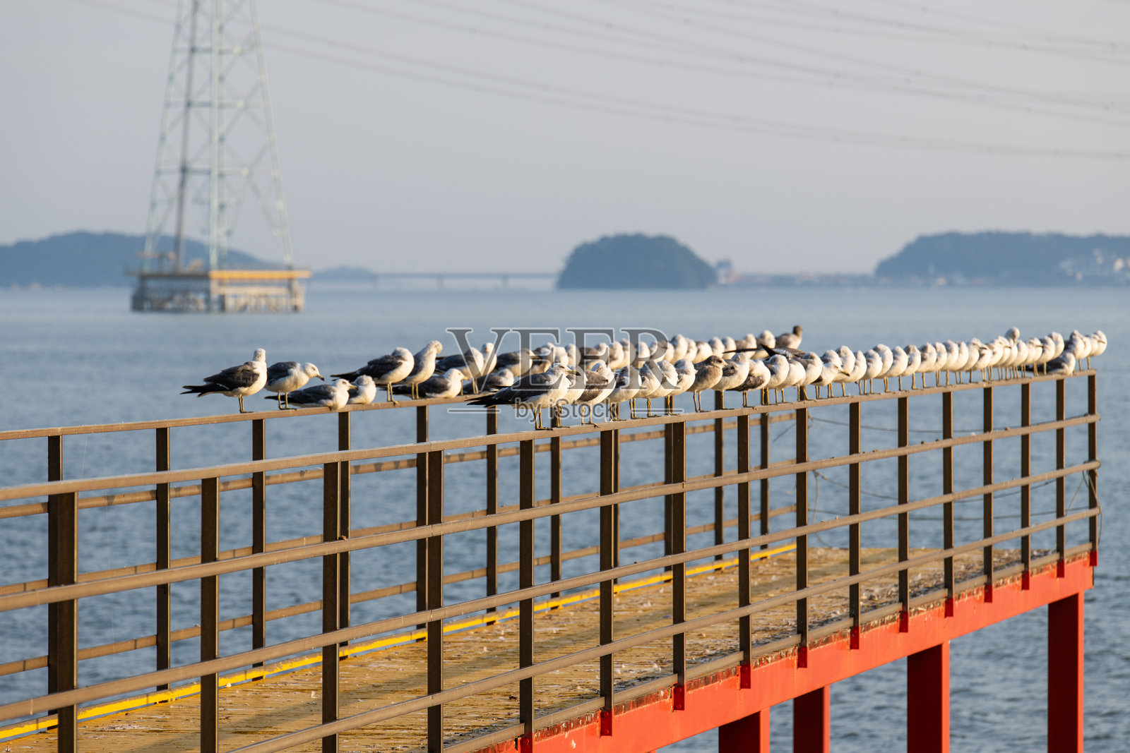 海边码头上放松的海鸥照片摄影图片