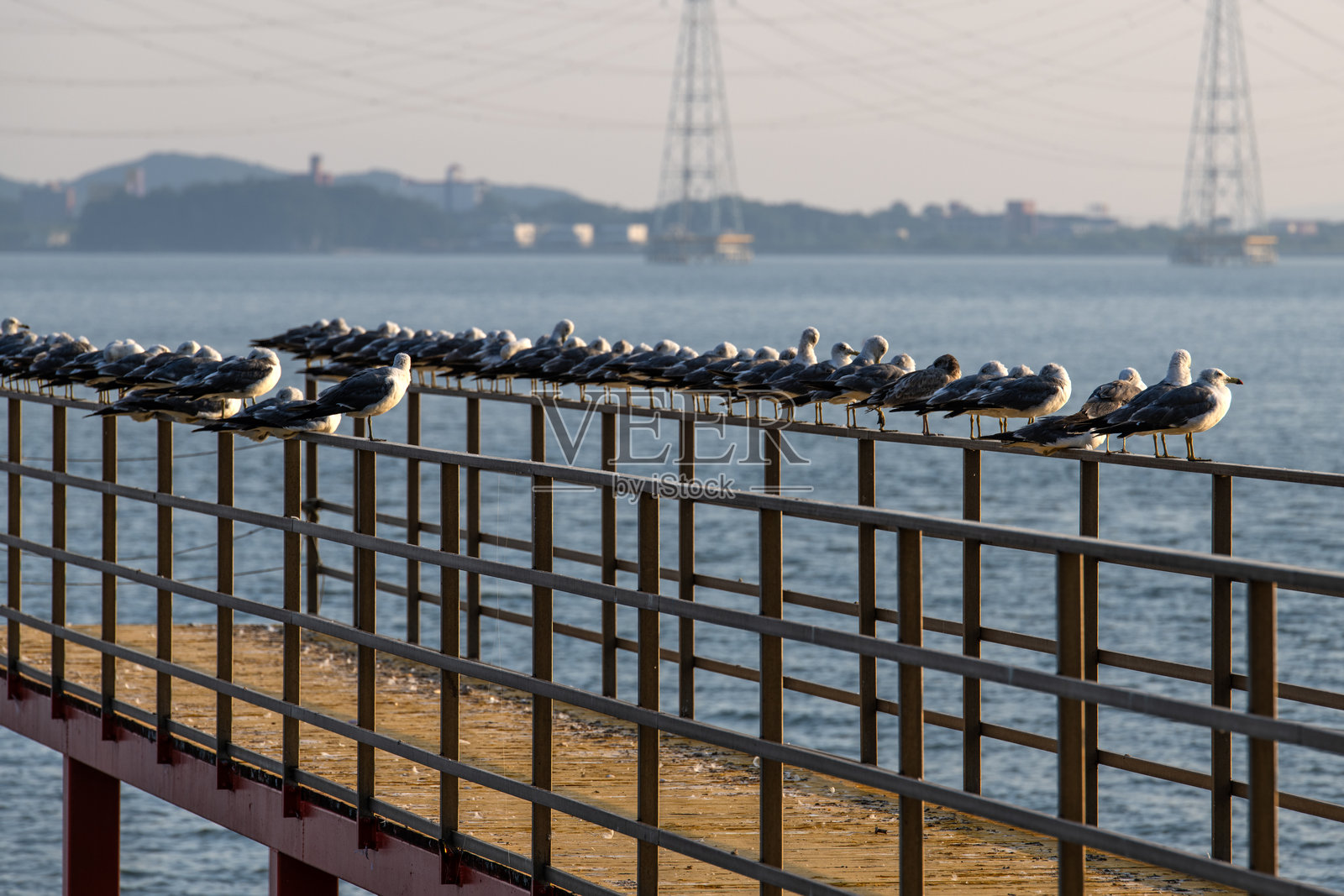 海边码头上放松的海鸥照片摄影图片