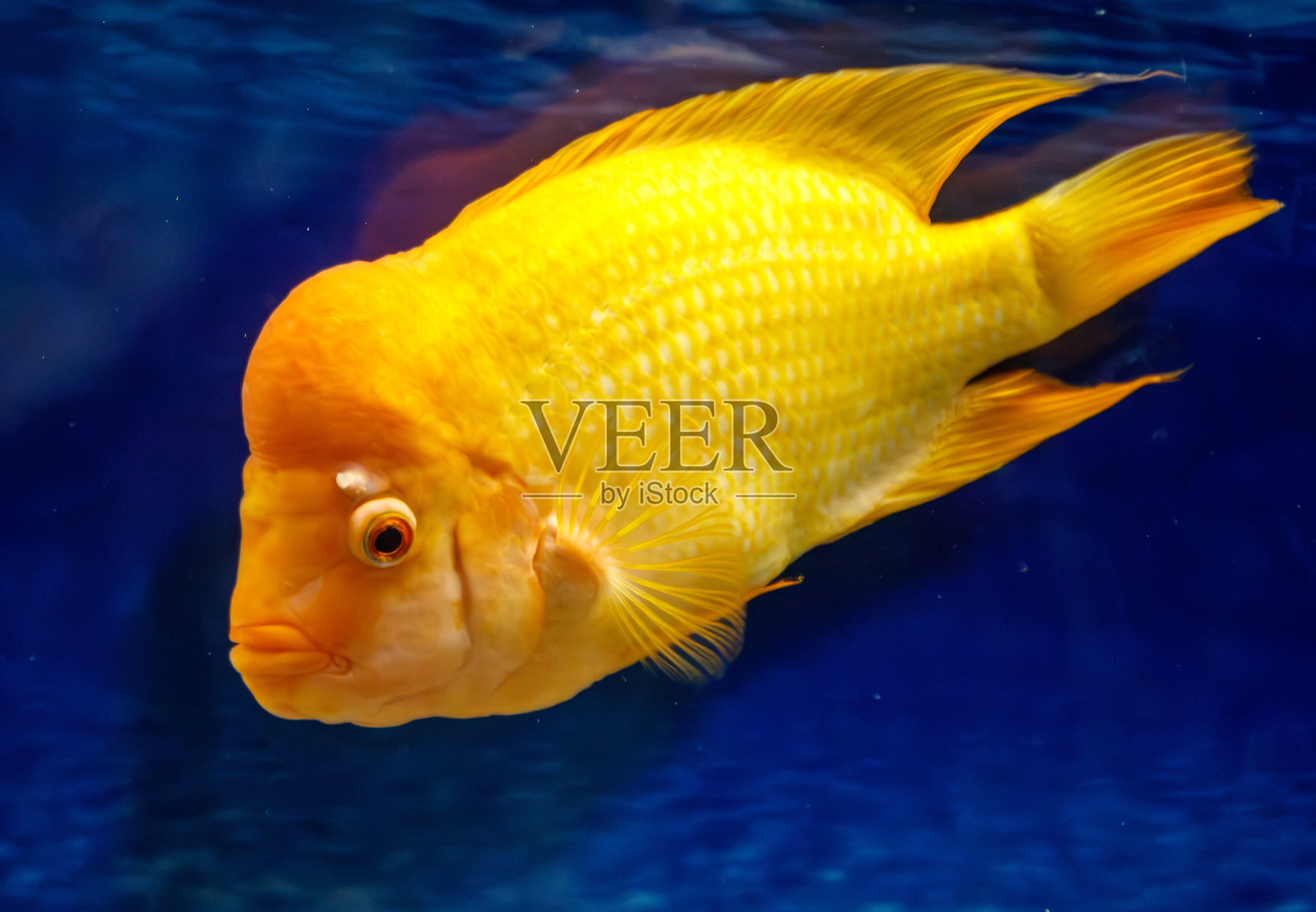 一条头部为红色的黄色鱼在蓝色水箱中游泳照片摄影图片