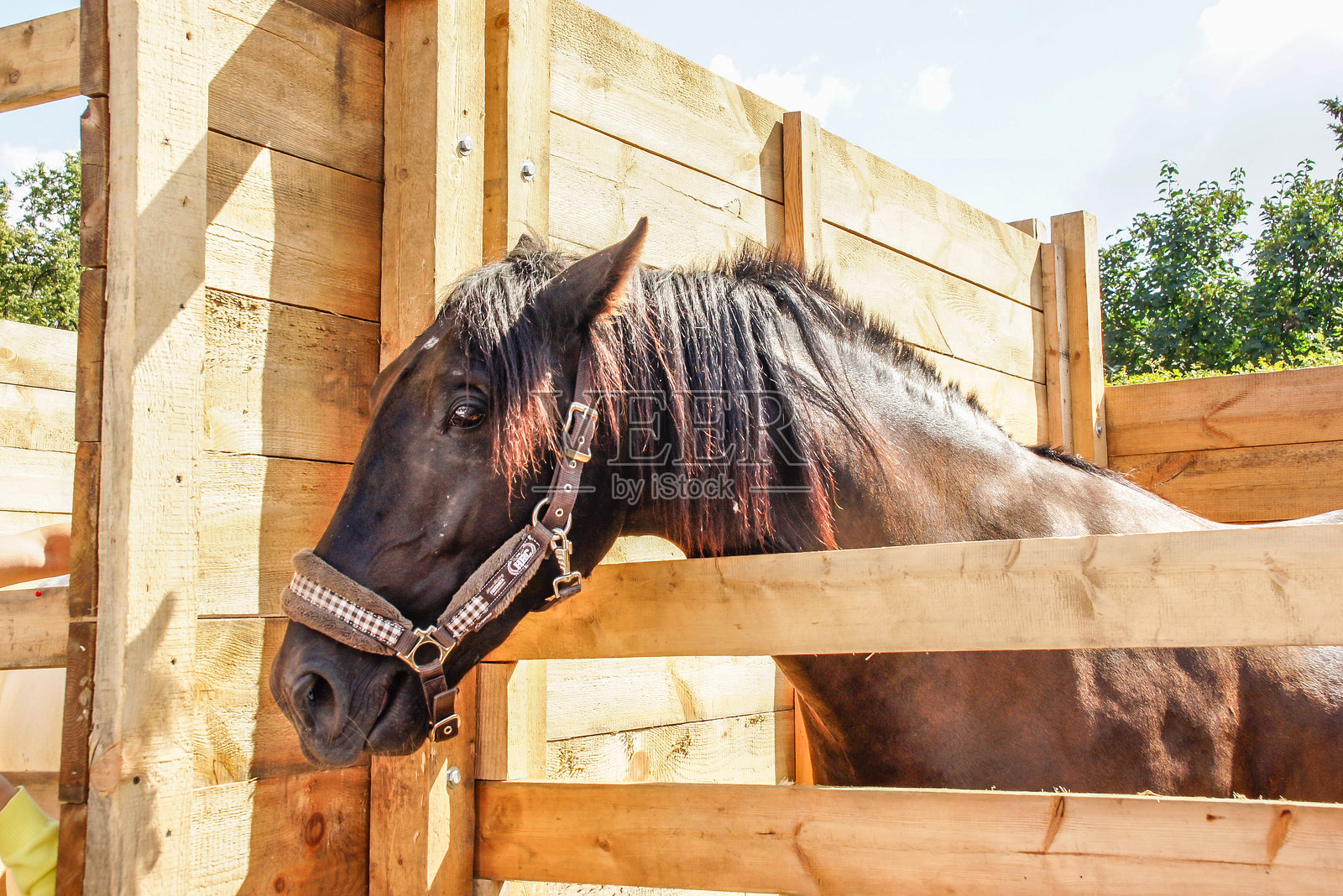一匹带马嚼的黑色成年马，站在木制马厩里照片摄影图片