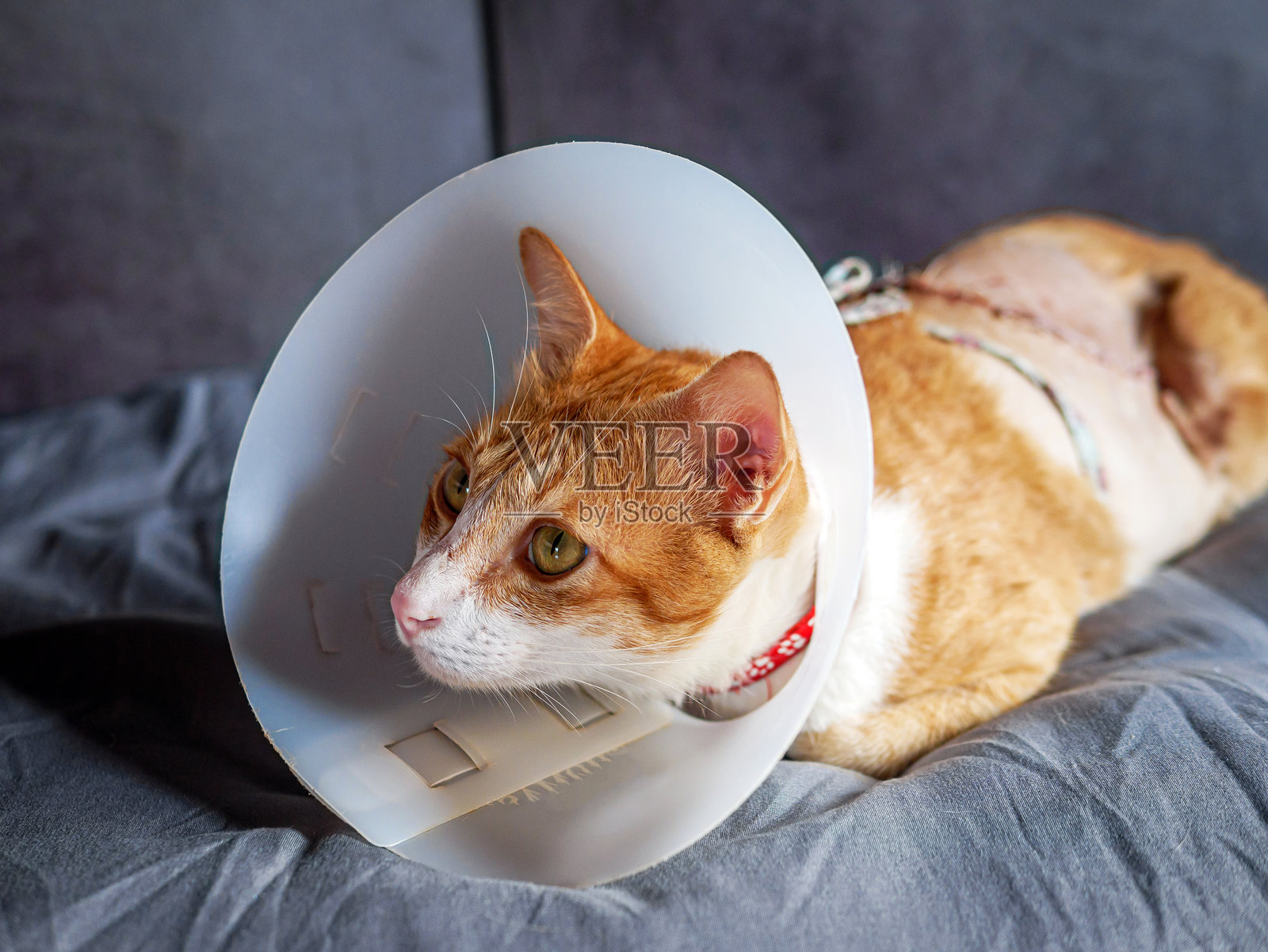 生病的猫，戴着保护性塑料颈圈的猫照片摄影图片