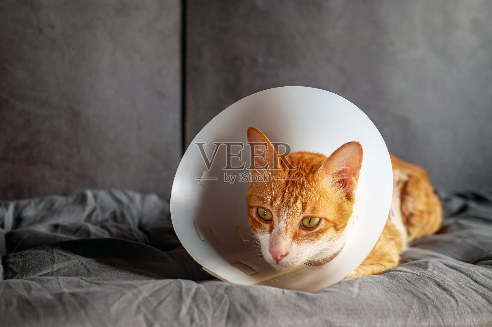 生病的猫，戴着保护性塑料颈圈的猫照片摄影图片