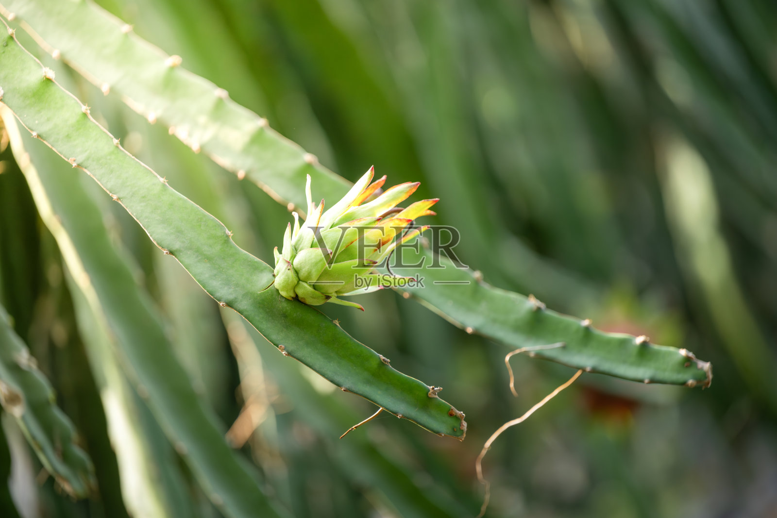仙人掌上盛开的美丽花朵照片摄影图片
