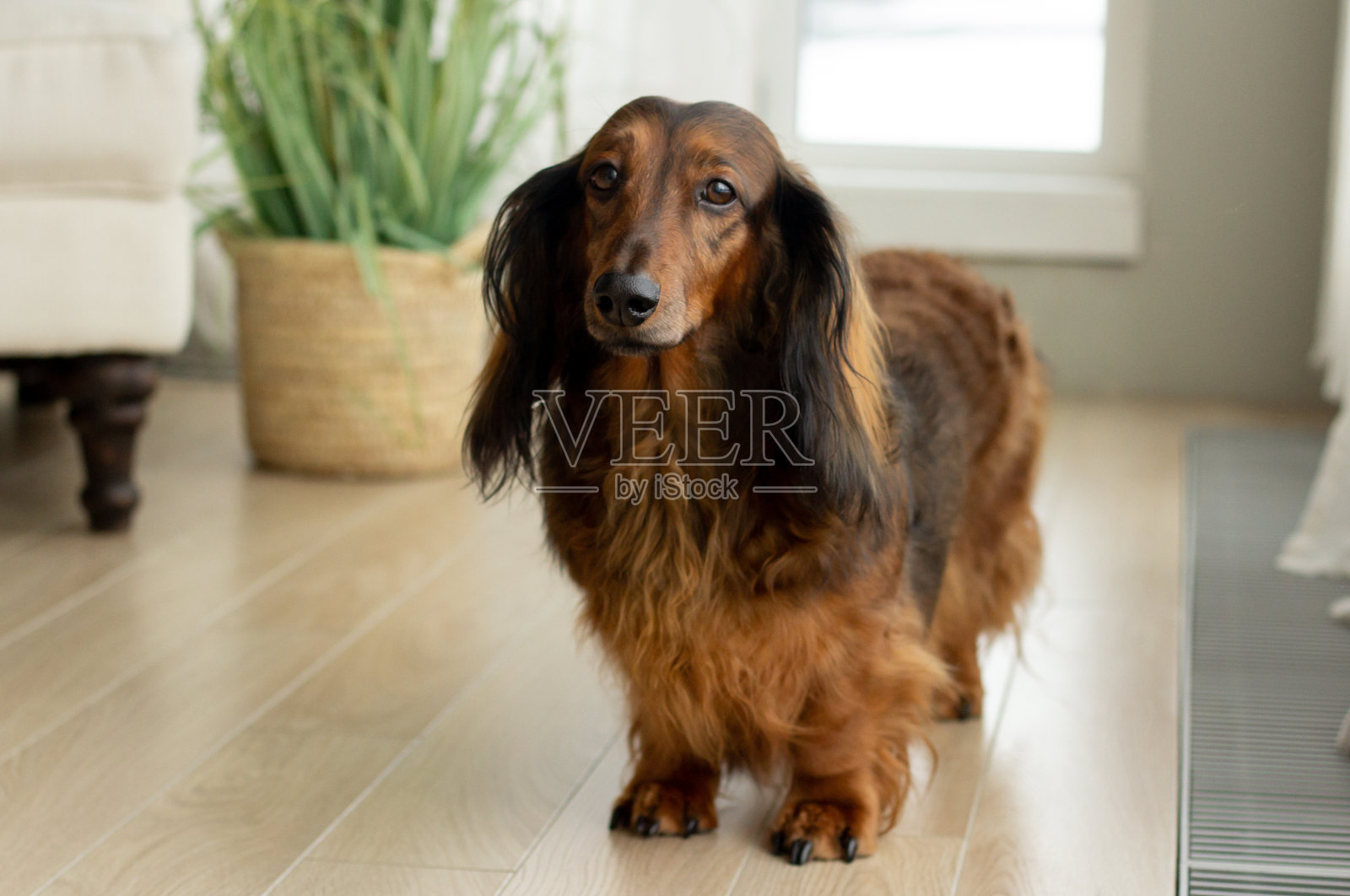 红色长毛腊肠犬站在明亮卧室的地板上照片摄影图片