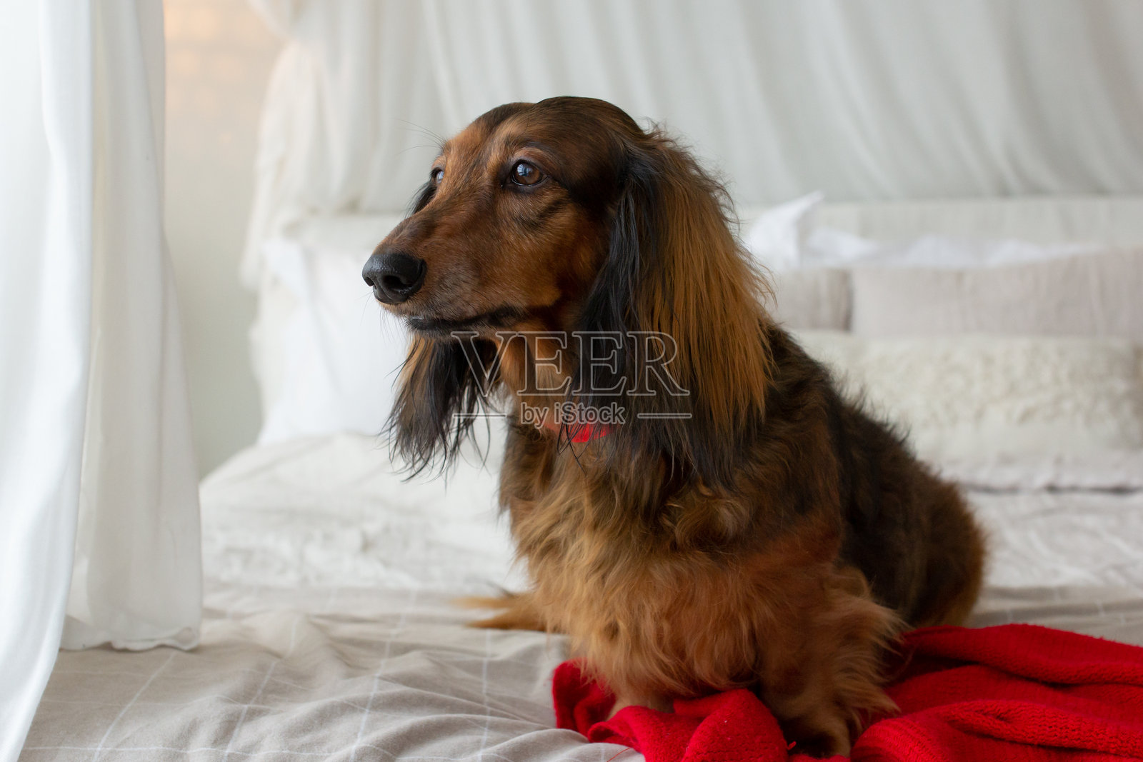 红色长毛腊肠犬脖子上系着红色蕾丝，坐在床上照片摄影图片