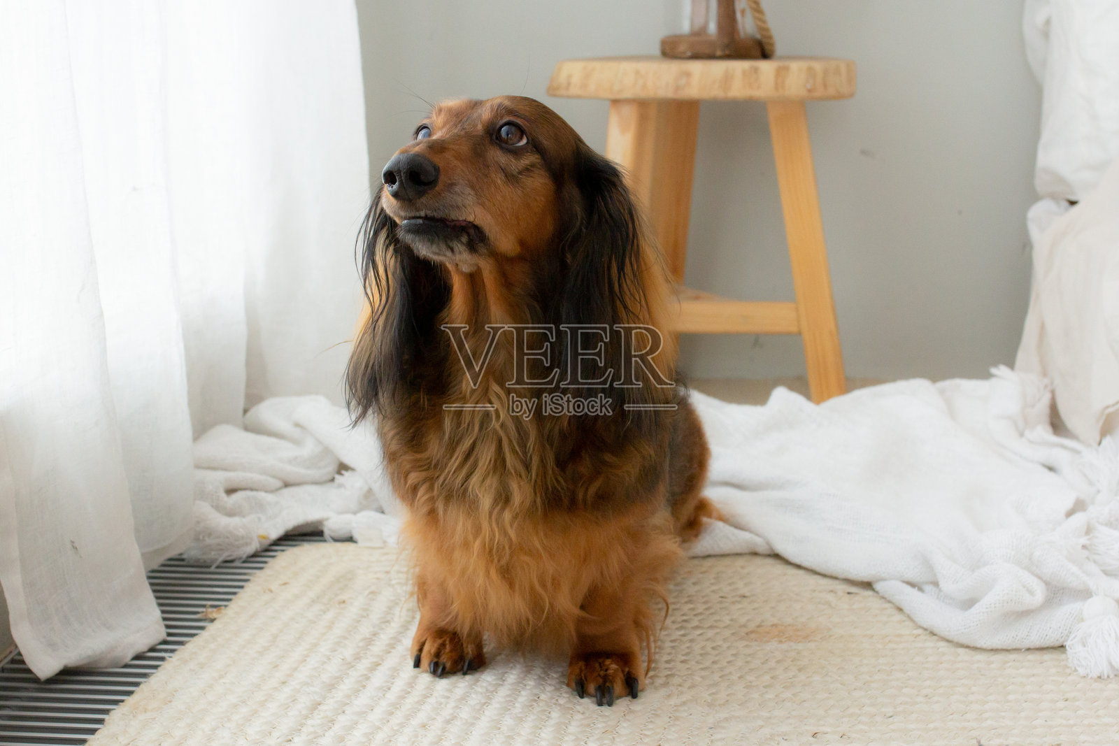 红色长毛腊肠犬坐在明亮的卧室里照片摄影图片