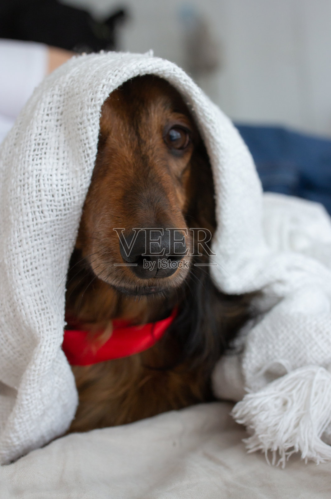 红色长毛腊肠犬在沙发上白色毯子下，旁边有红色蕾丝。照片摄影图片