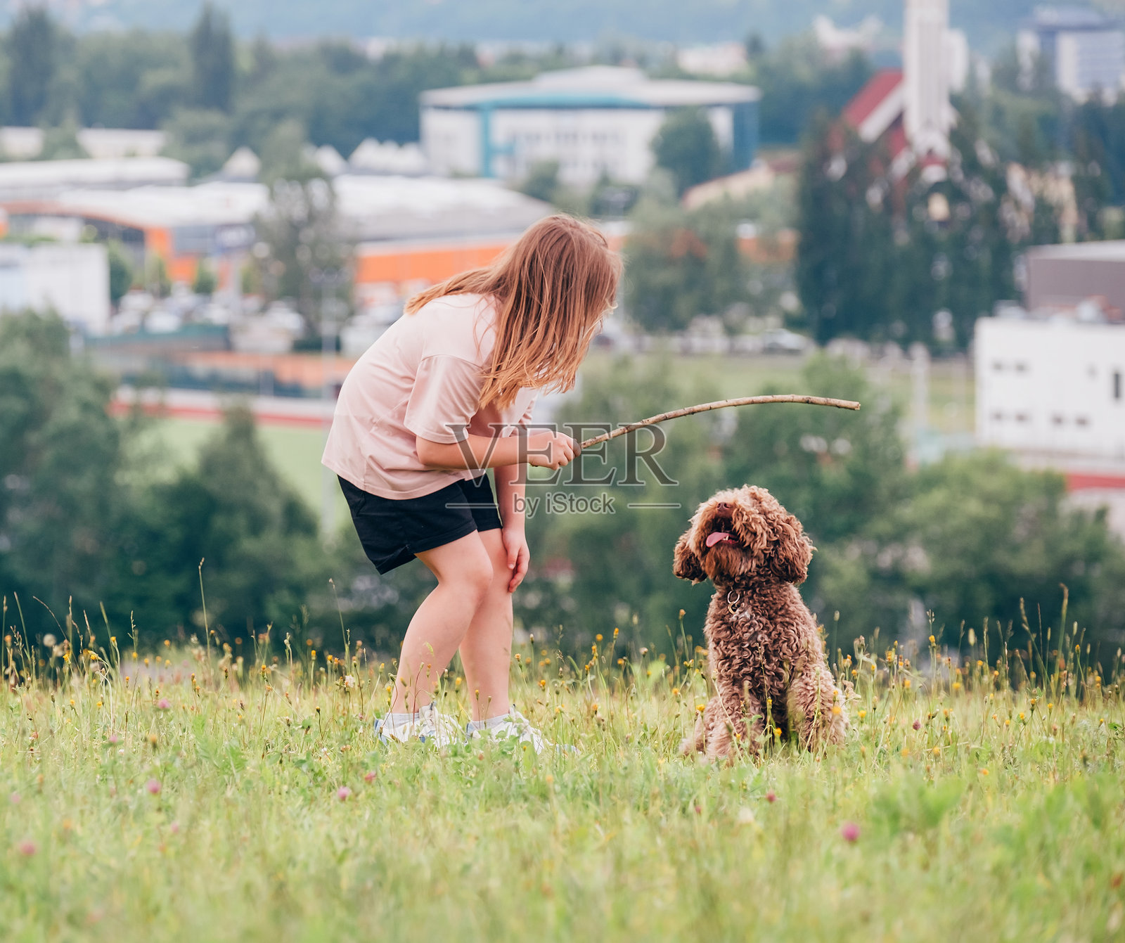 年轻女孩在绿色草地上训练毛茸茸的搞笑卷毛棕色马尔济斯犬。这捕捉了户外乐趣和亲密时刻的快乐。可爱的家庭宠物和户外活动的概念。照片摄影图片