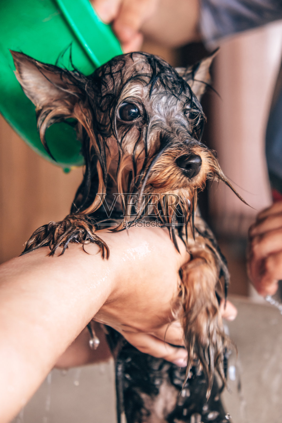 狗狗在温水中被轻柔地抱着和冲洗，享受清爽的洗澡时光。特写。照片摄影图片