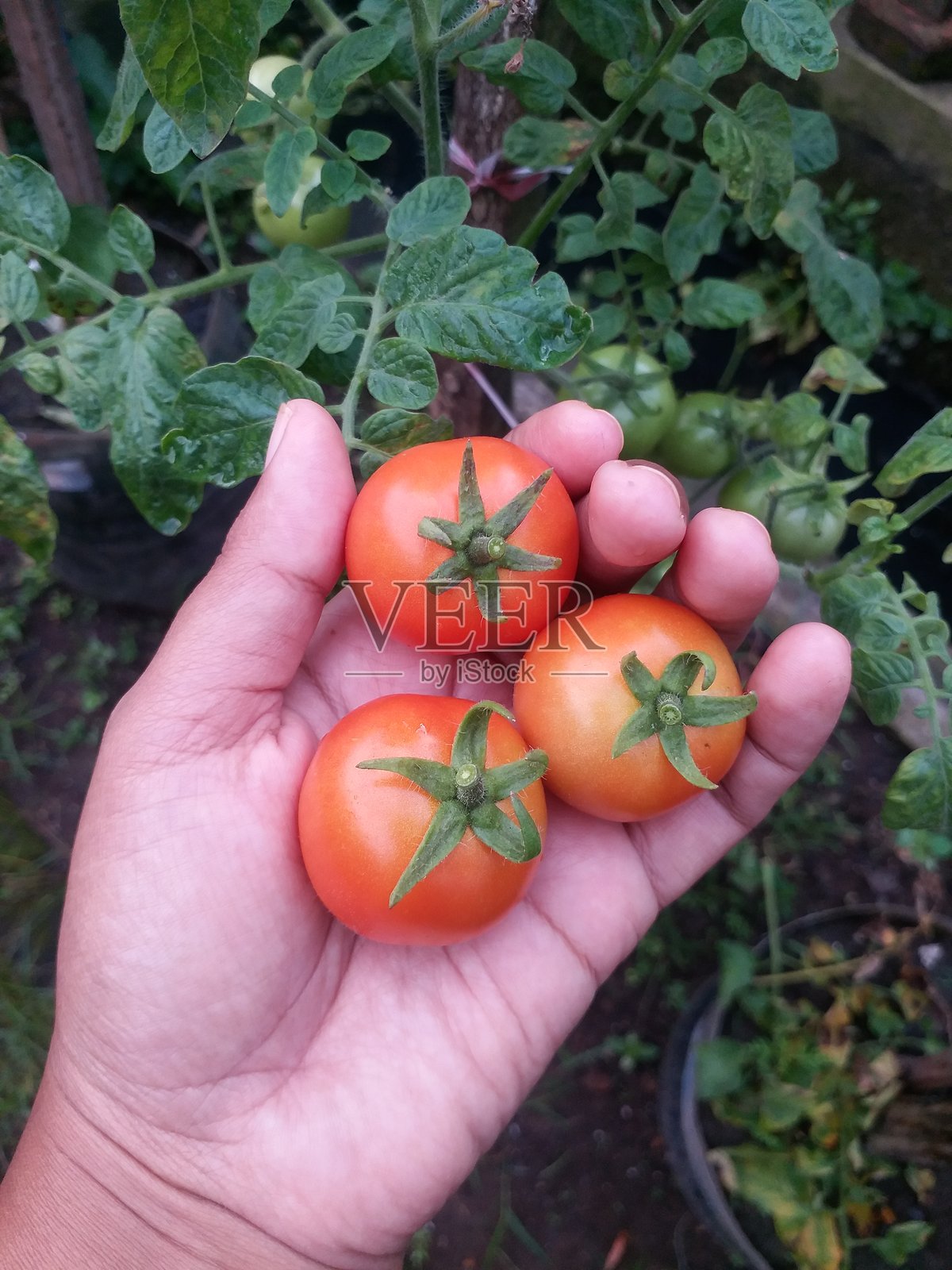 番茄 蔬菜 园艺 植物照片摄影图片