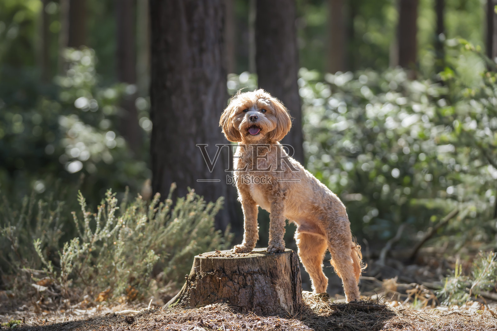 可爱的卡瓦普犬在温莎大公园附近的阿斯科特森林中，摆姿势坐在树桩上。照片摄影图片