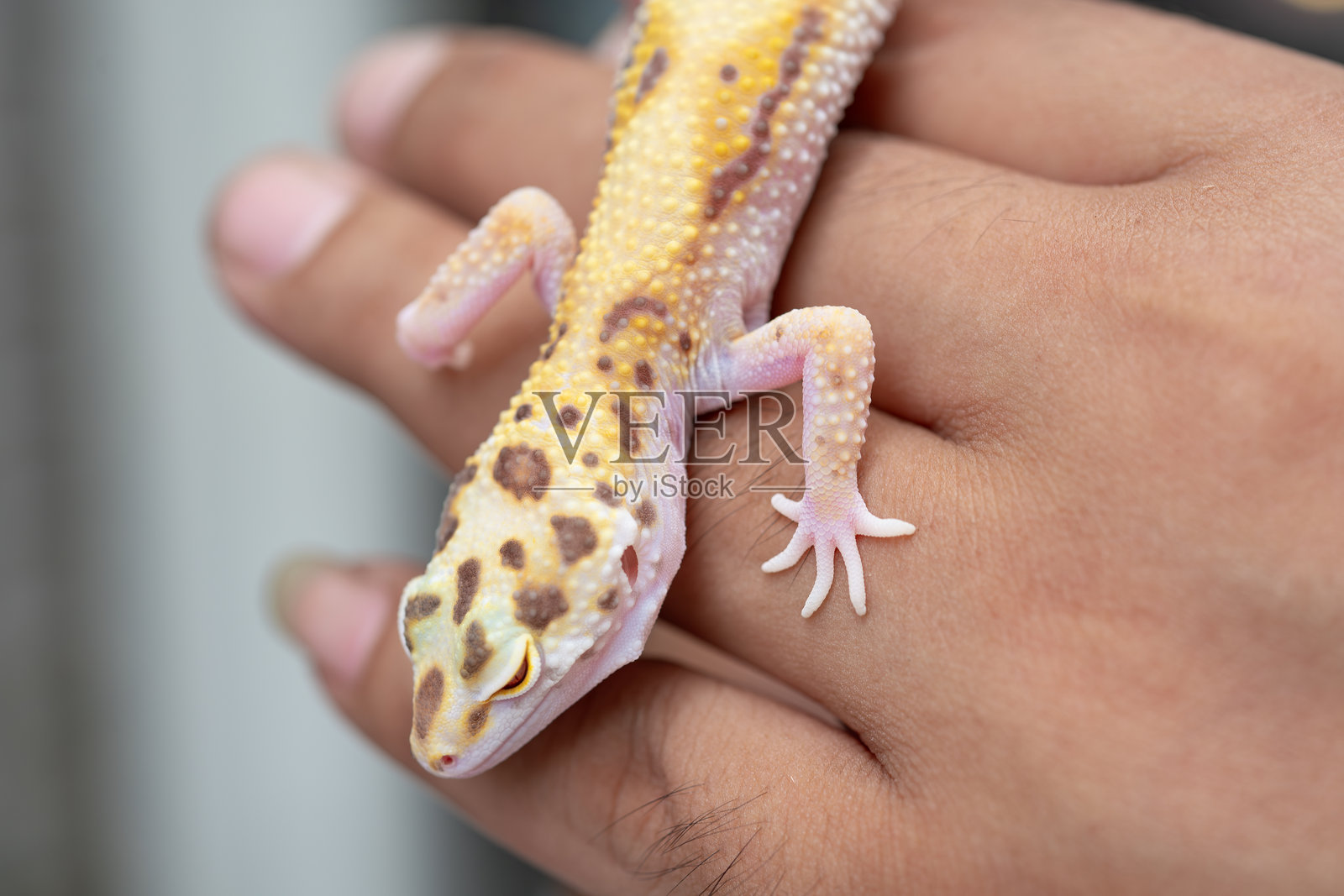 一只豹纹壁虎在男人的手上，呈水平构图。照片摄影图片