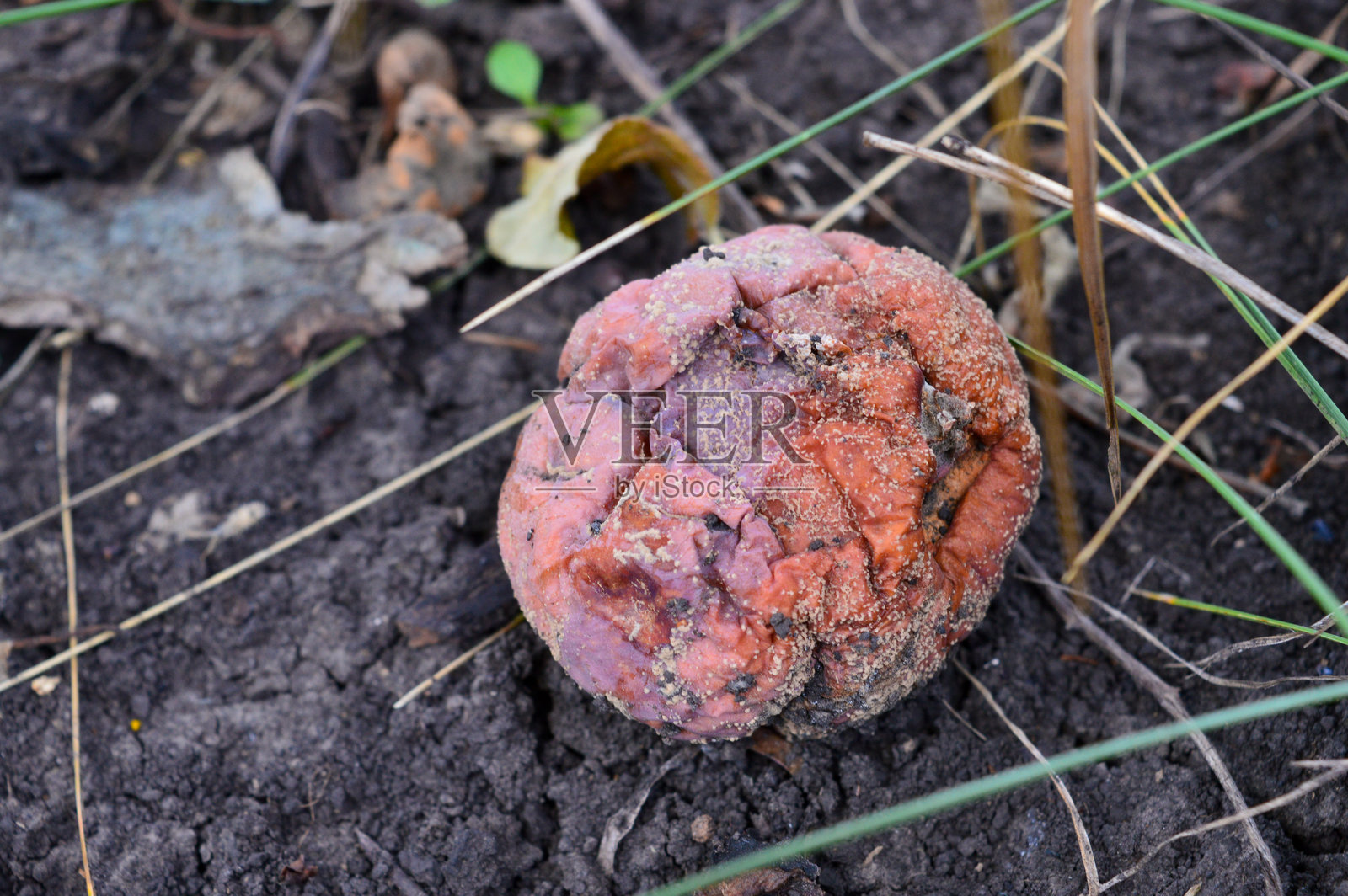 手握腐烂苹果的特写，表面有霉菌和腐烂，象征着食物浪费、变质、堆肥或有机生命周期。环保和可持续性主题。照片摄影图片