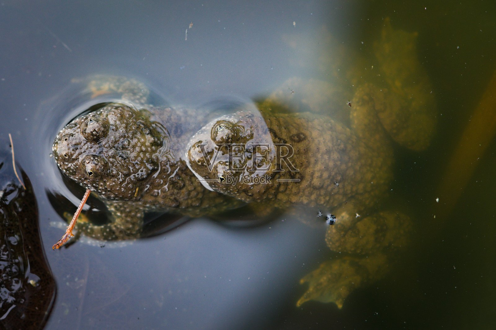 斑点蛙（Bombina Variegata），又称黄腹蟾蜍，繁衍中。抱合。捷克共和国的受威胁两栖动物物种。照片摄影图片