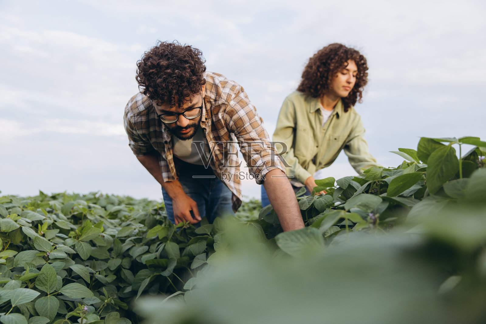 跨种族的农学家团队在耕作的田地中检查大豆植物照片摄影图片