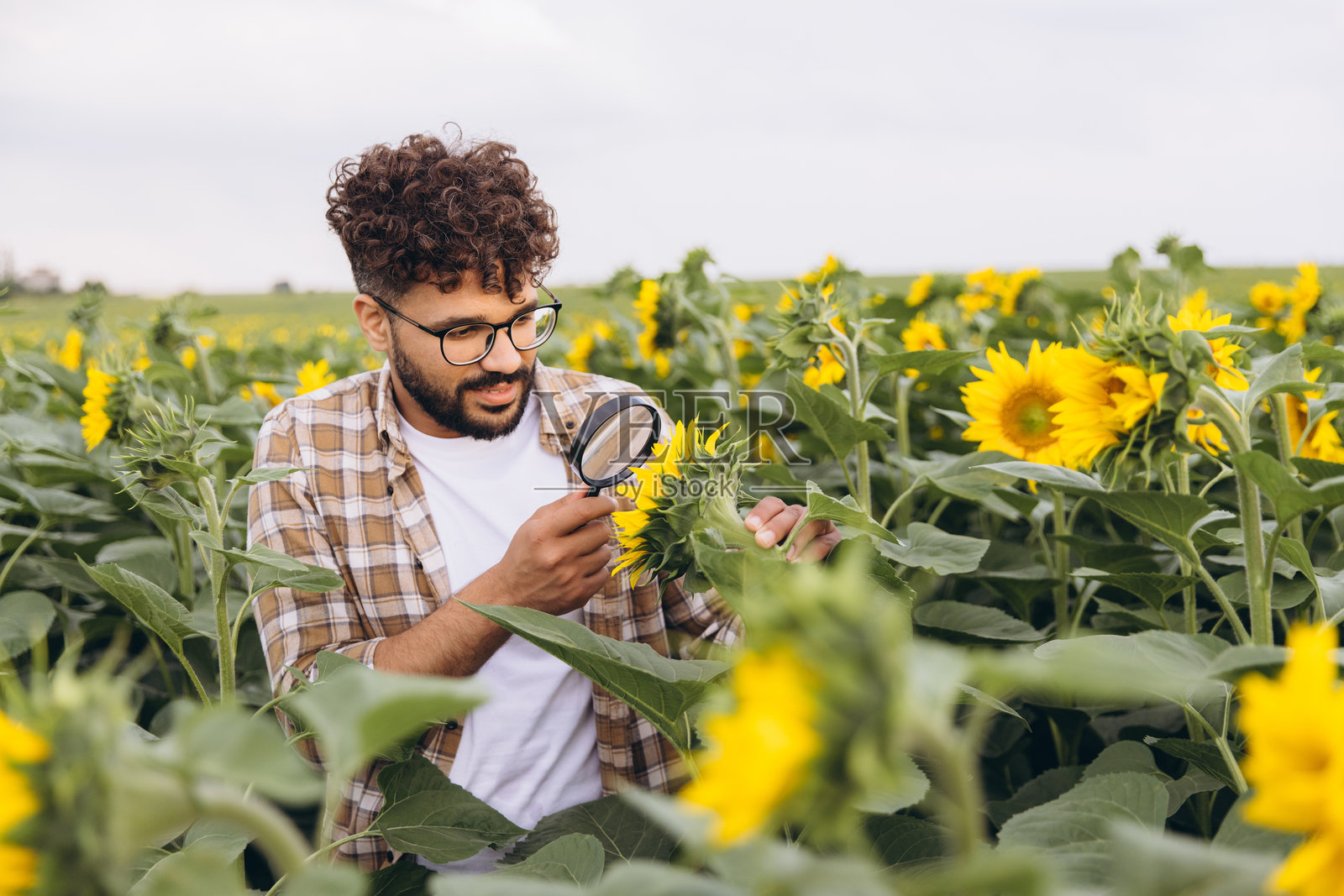 农学家在耕作的田地里用放大镜检查向日葵照片摄影图片