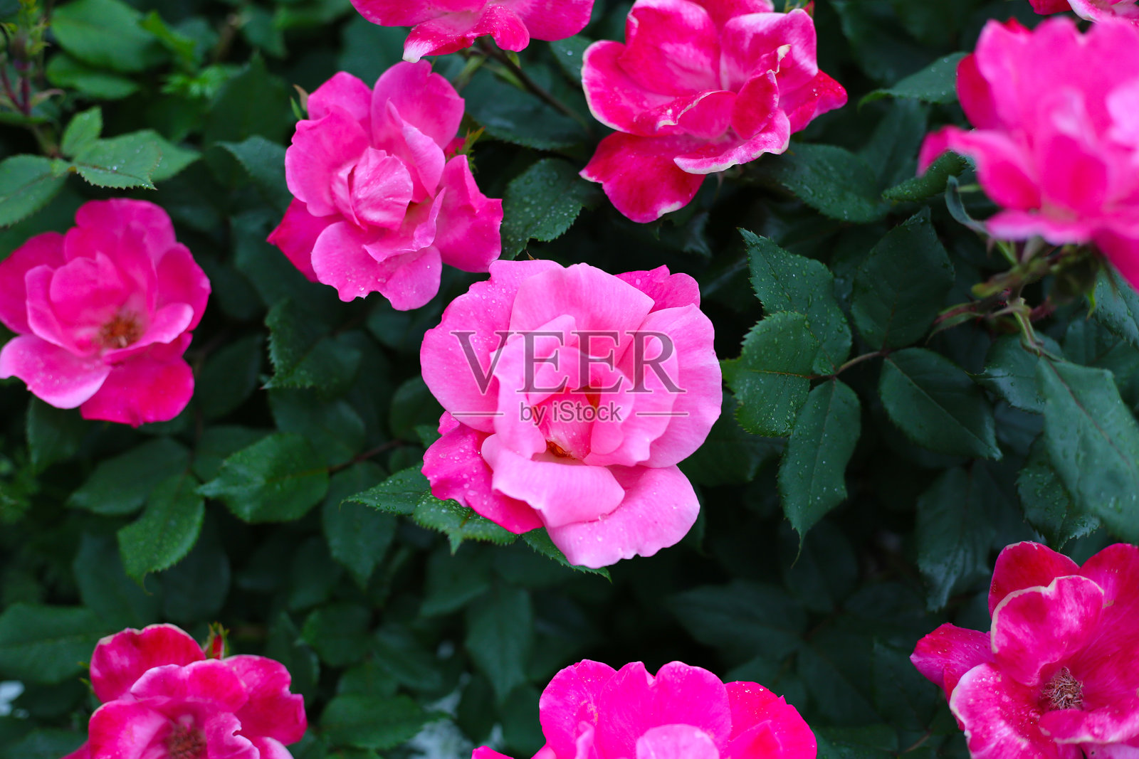 鲜艳的粉色玫瑰在郁郁葱葱的绿叶中绽放。照片摄影图片