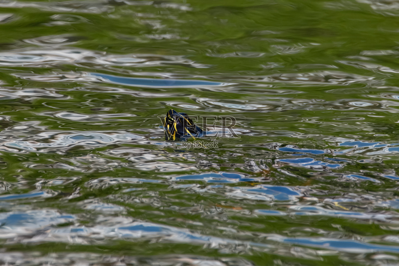 一只乌龟在池塘里游泳。照片摄影图片