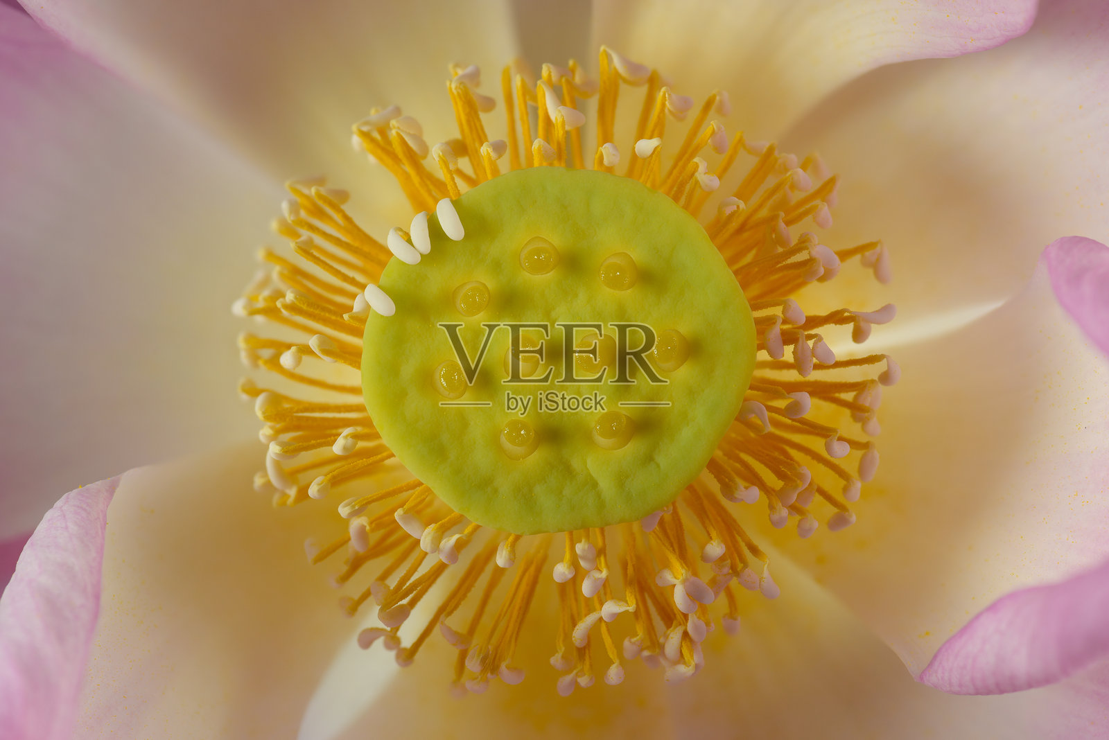 神圣莲花，粉色莲花，印度莲花，花朵美丽而娇嫩，生命短暂。照片摄影图片