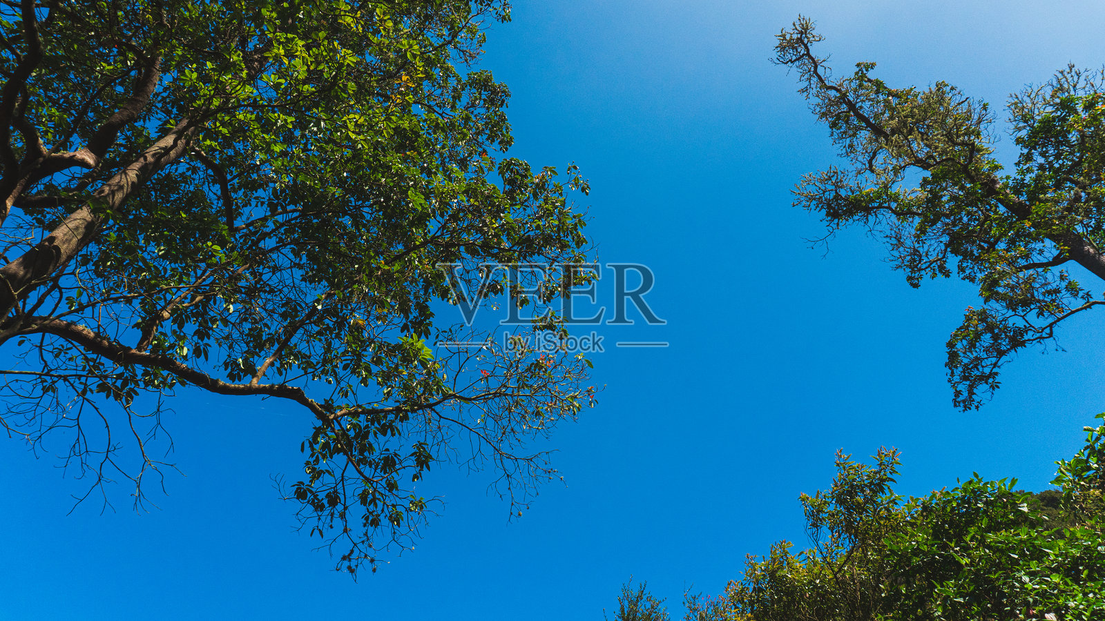 仰望着满是绿叶的树冠。照片摄影图片