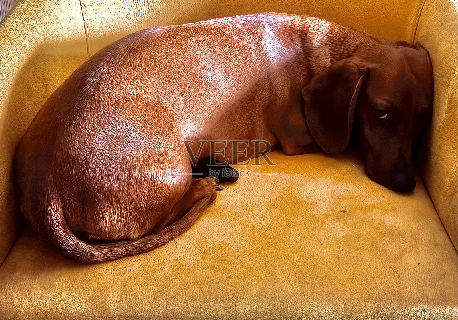 沙发上的小国王照片摄影图片