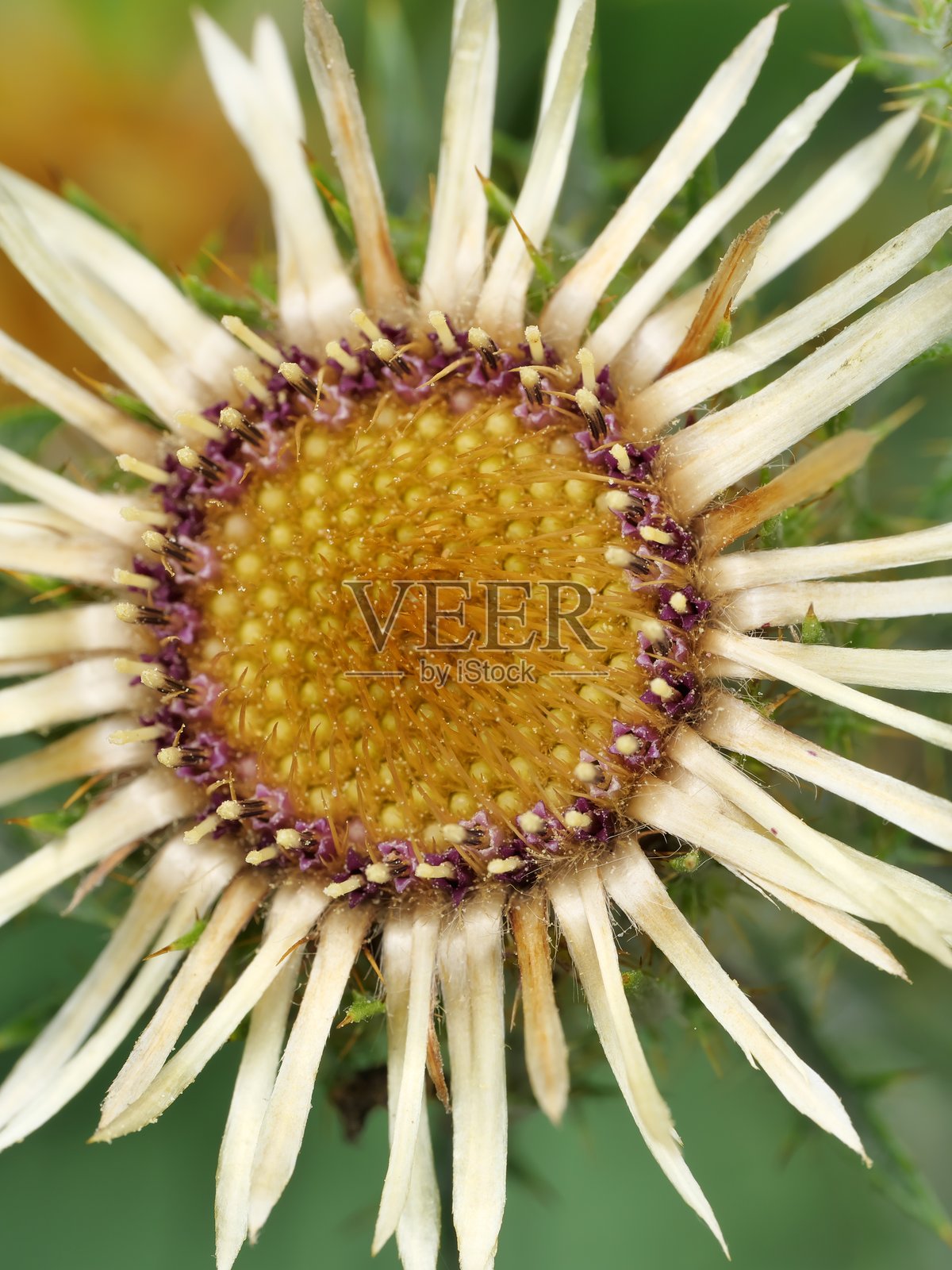 普通的卡尔林蓟照片摄影图片