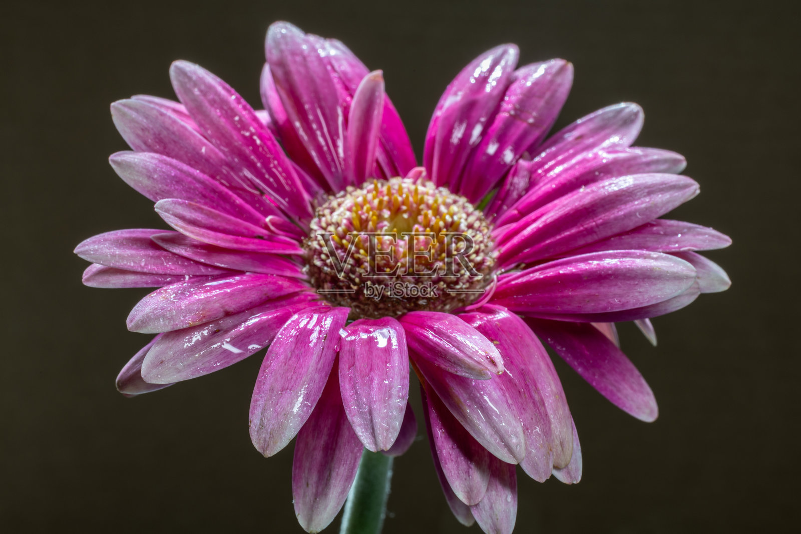 公园里的草本花卉照片摄影图片