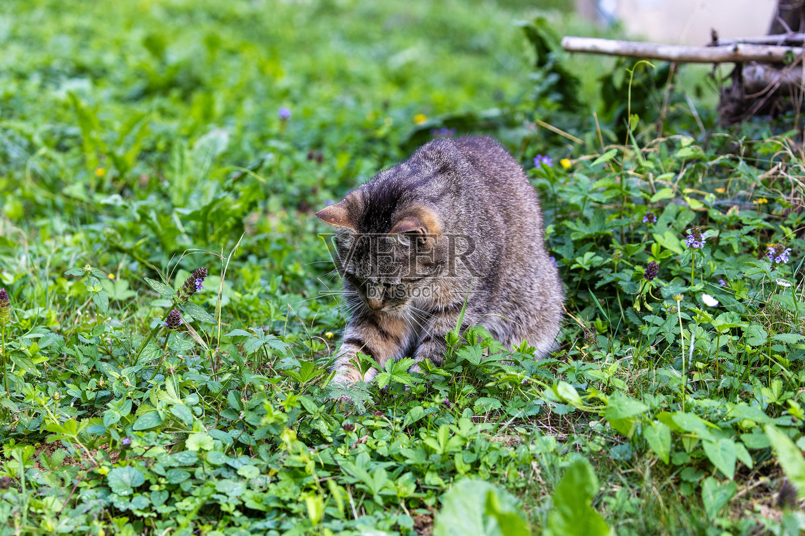 斑点猫在草地上捕猎照片摄影图片