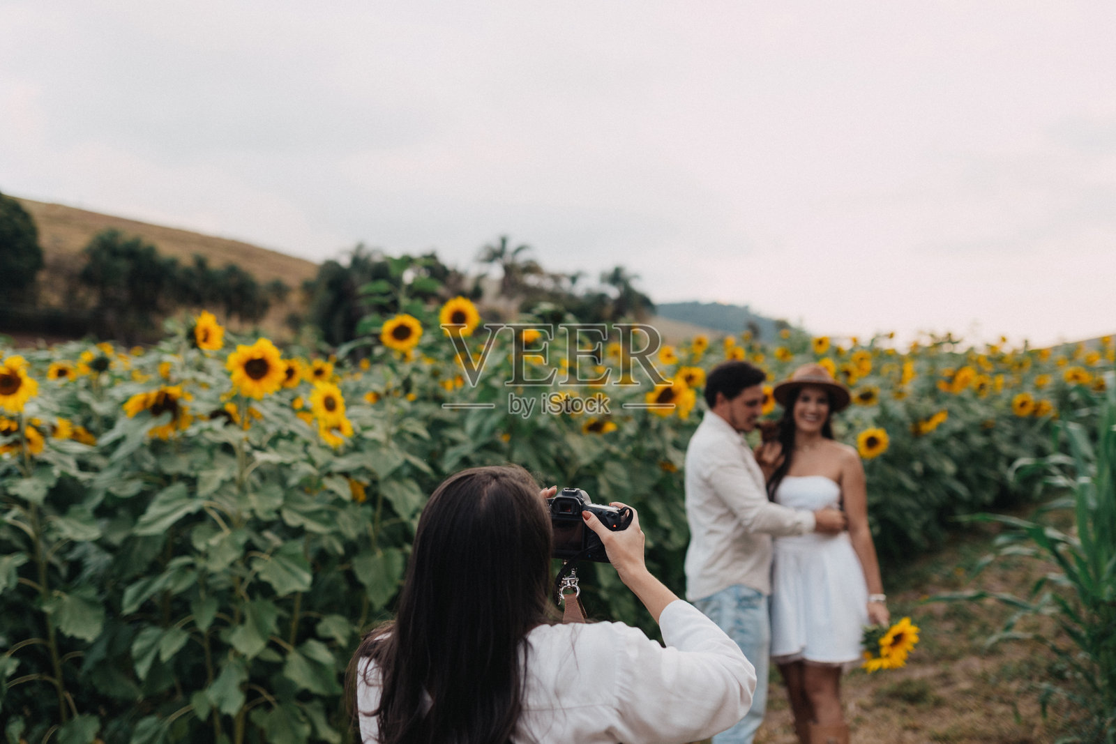 摄影师在向日葵田中拍摄情侣照片摄影图片