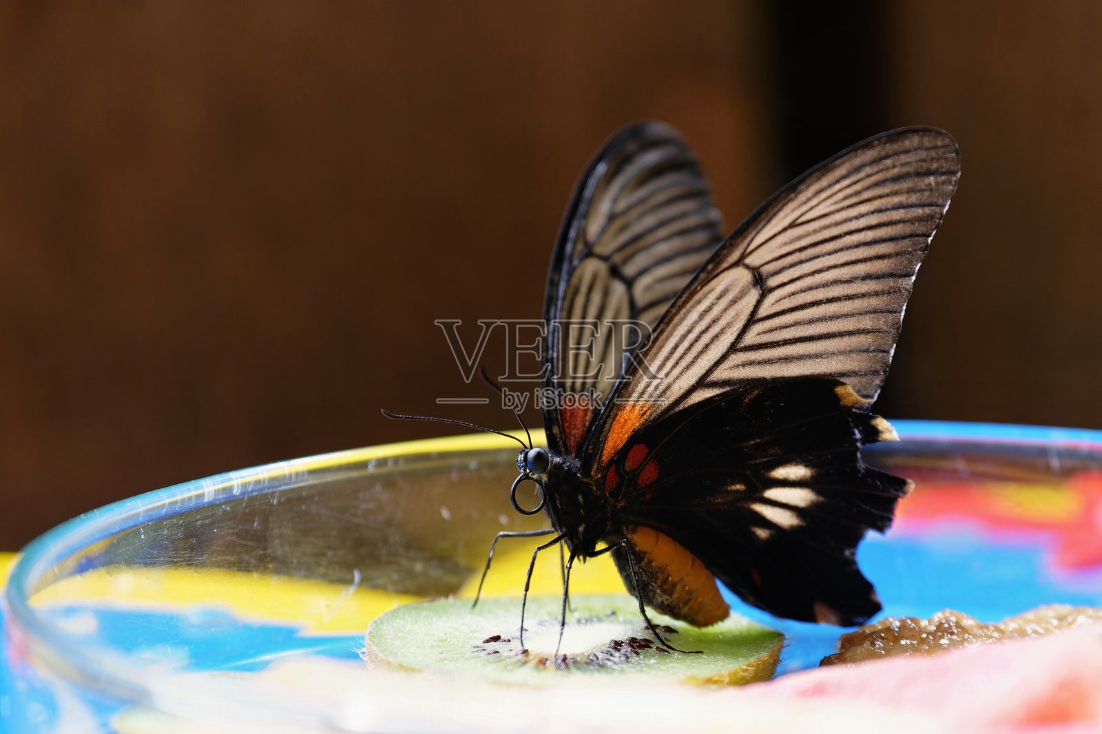 蝴蝶在猕猴桃上取食 - 特写微距自然摄影照片摄影图片