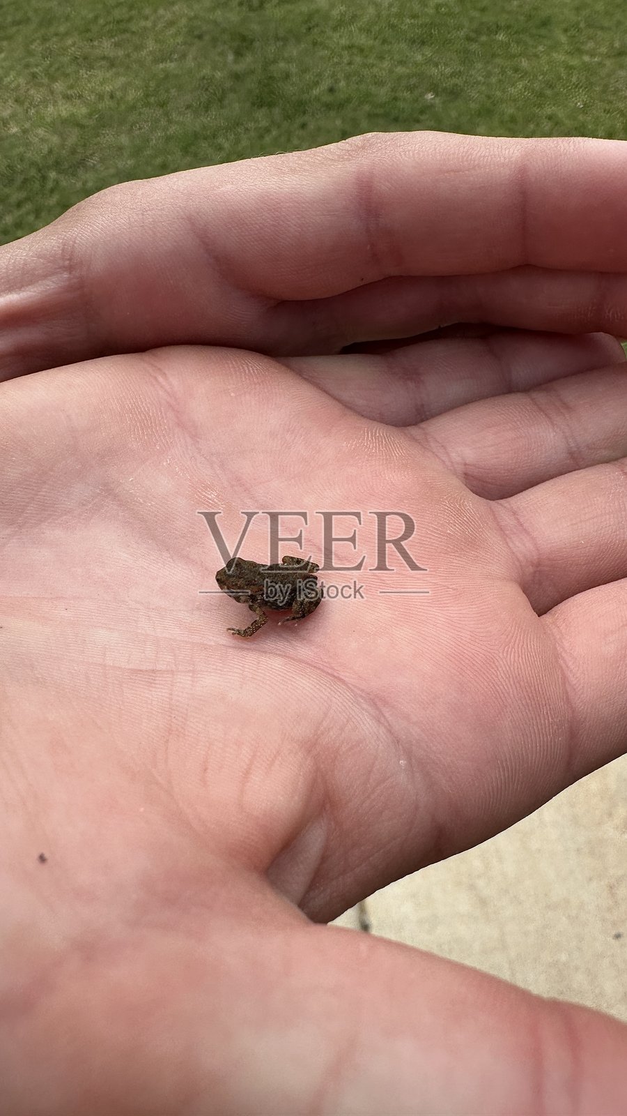 小青蛙坐在手掌上照片摄影图片