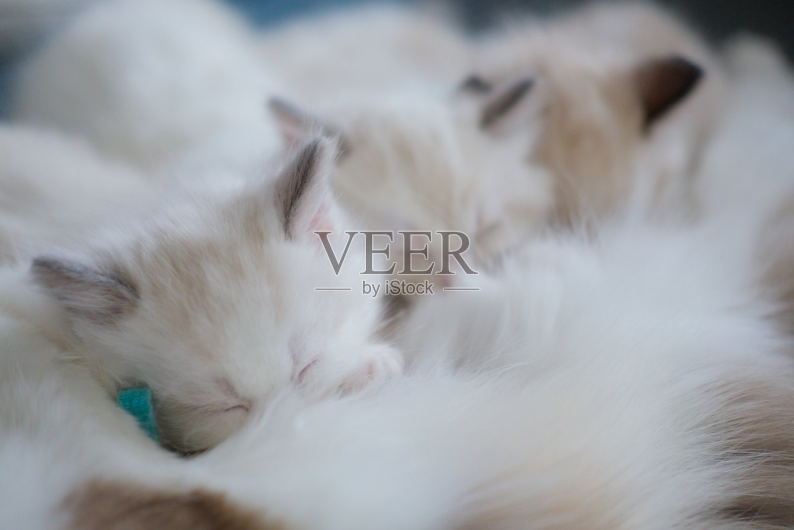 新生的布偶猫小猫正在吃猫奶。照片摄影图片